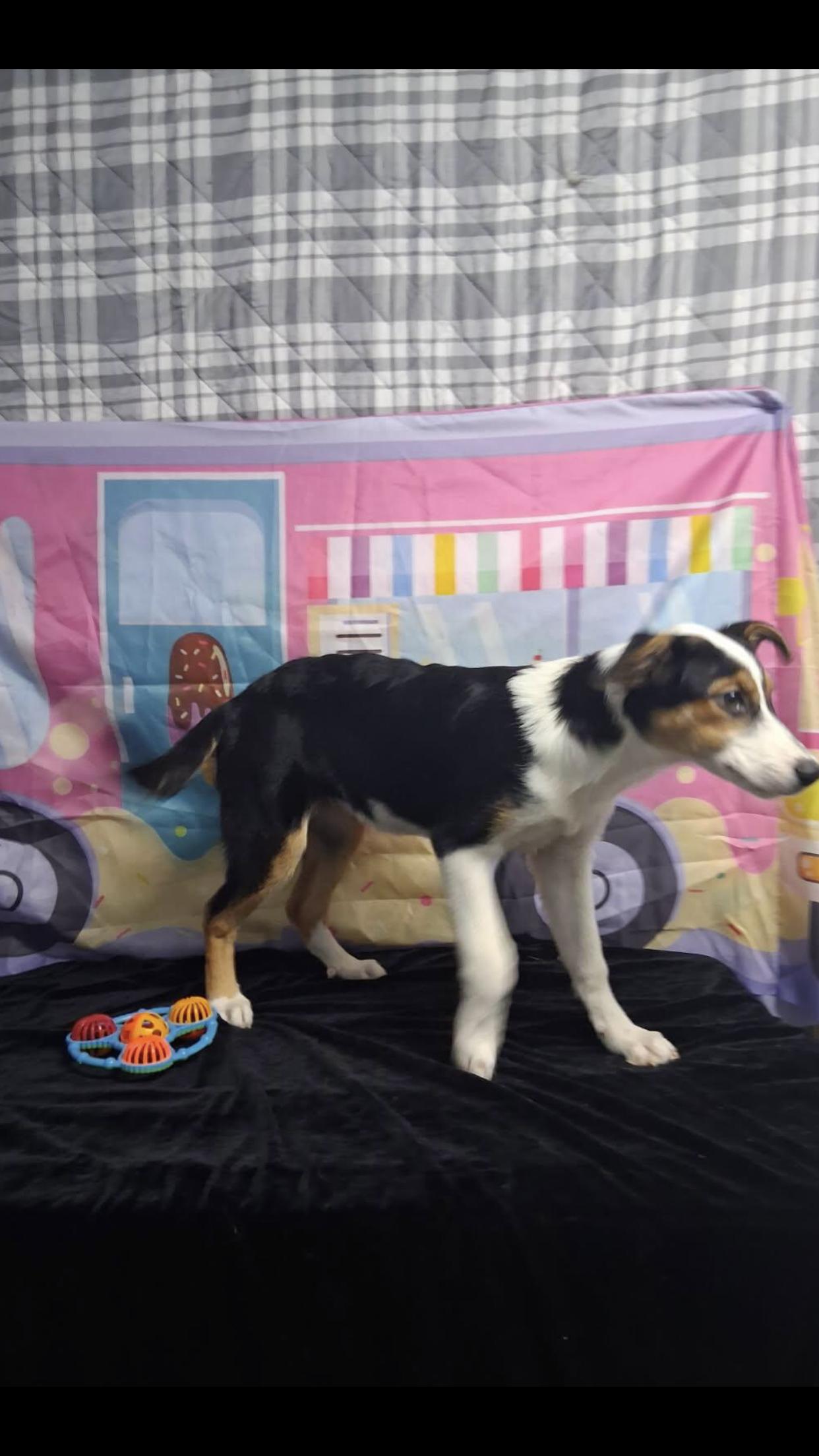 Enlarge Lacey, a Adoptable mixed breed in Medfield, MA image 3/3