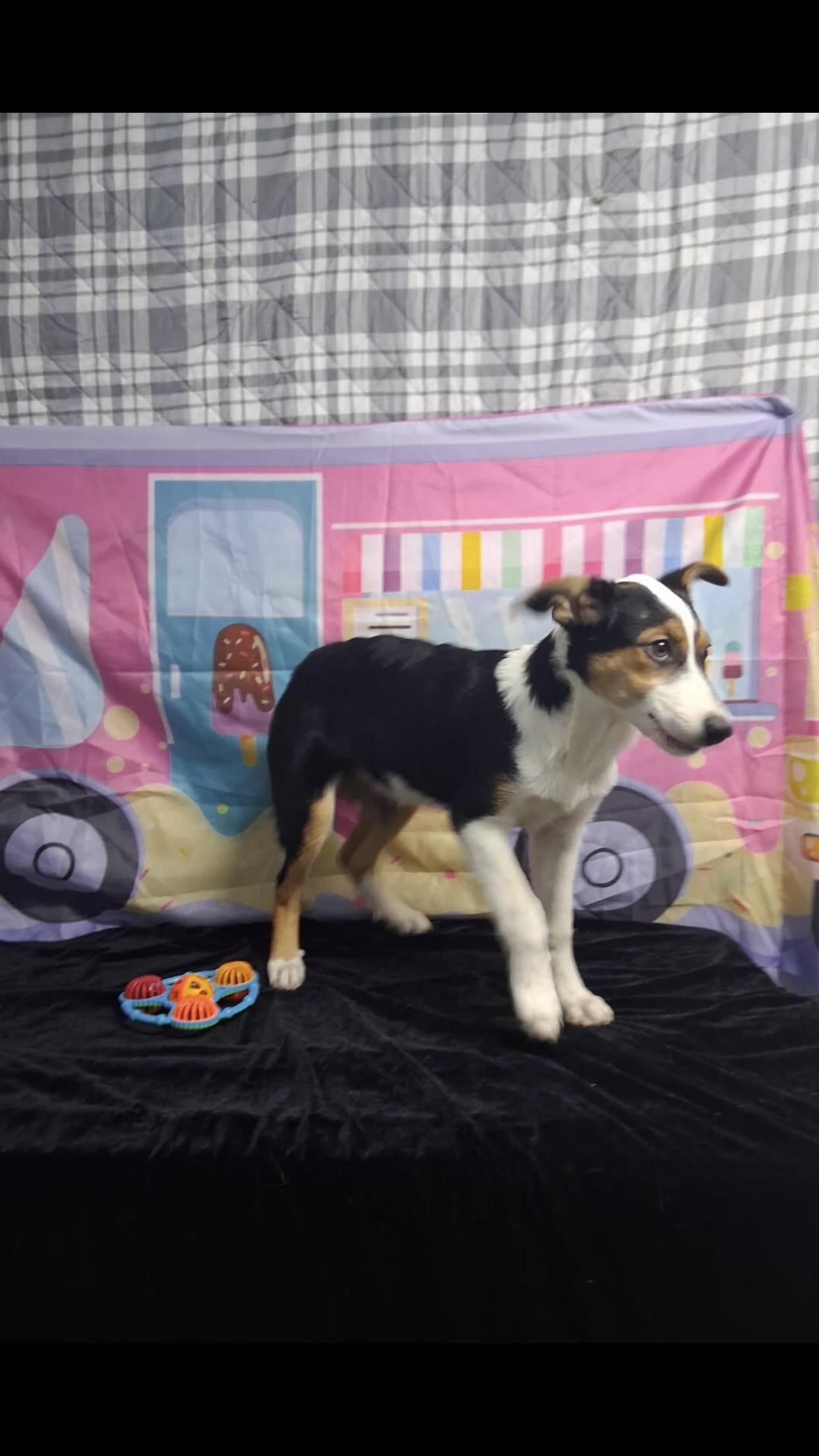 Enlarge Lacey, a Adoptable mixed breed in Medfield, MA image 2/3