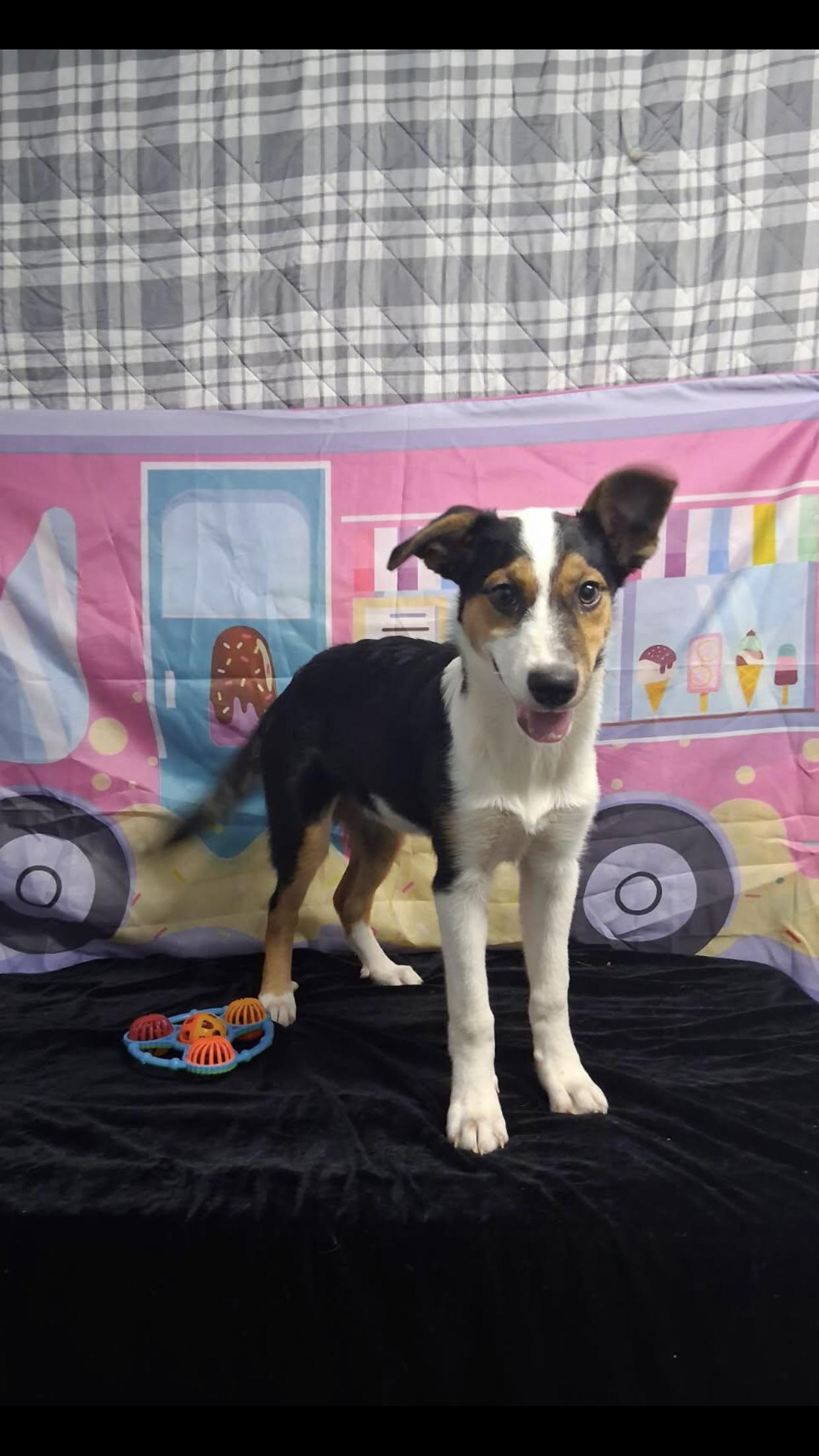 Enlarge Lacey, a Adoptable mixed breed in Medfield, MA image 1/3