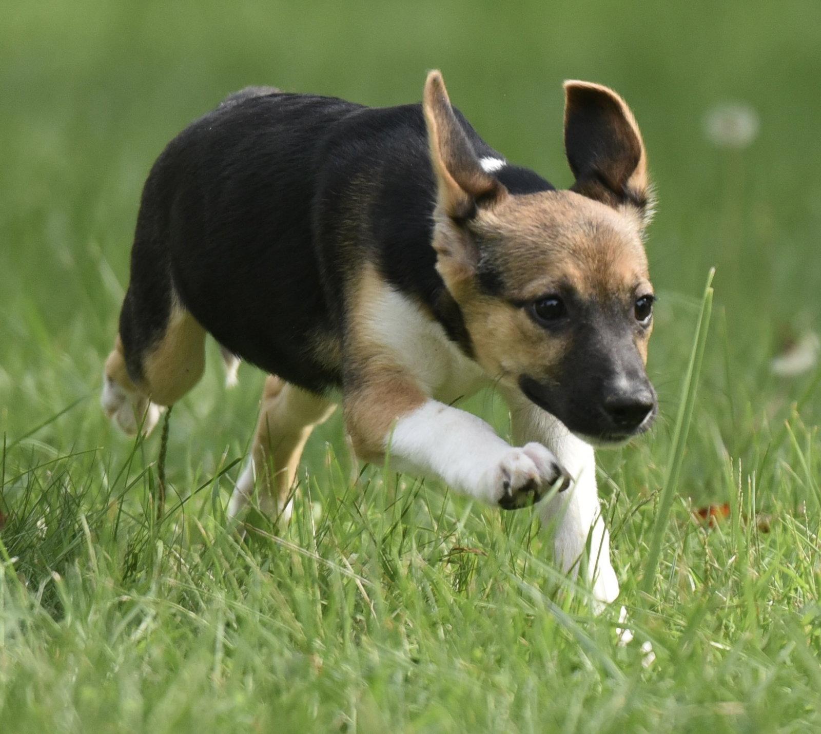 Enlarge Rylan, a Adoptable mixed breed in Mechanicsburg, PA image 1/3