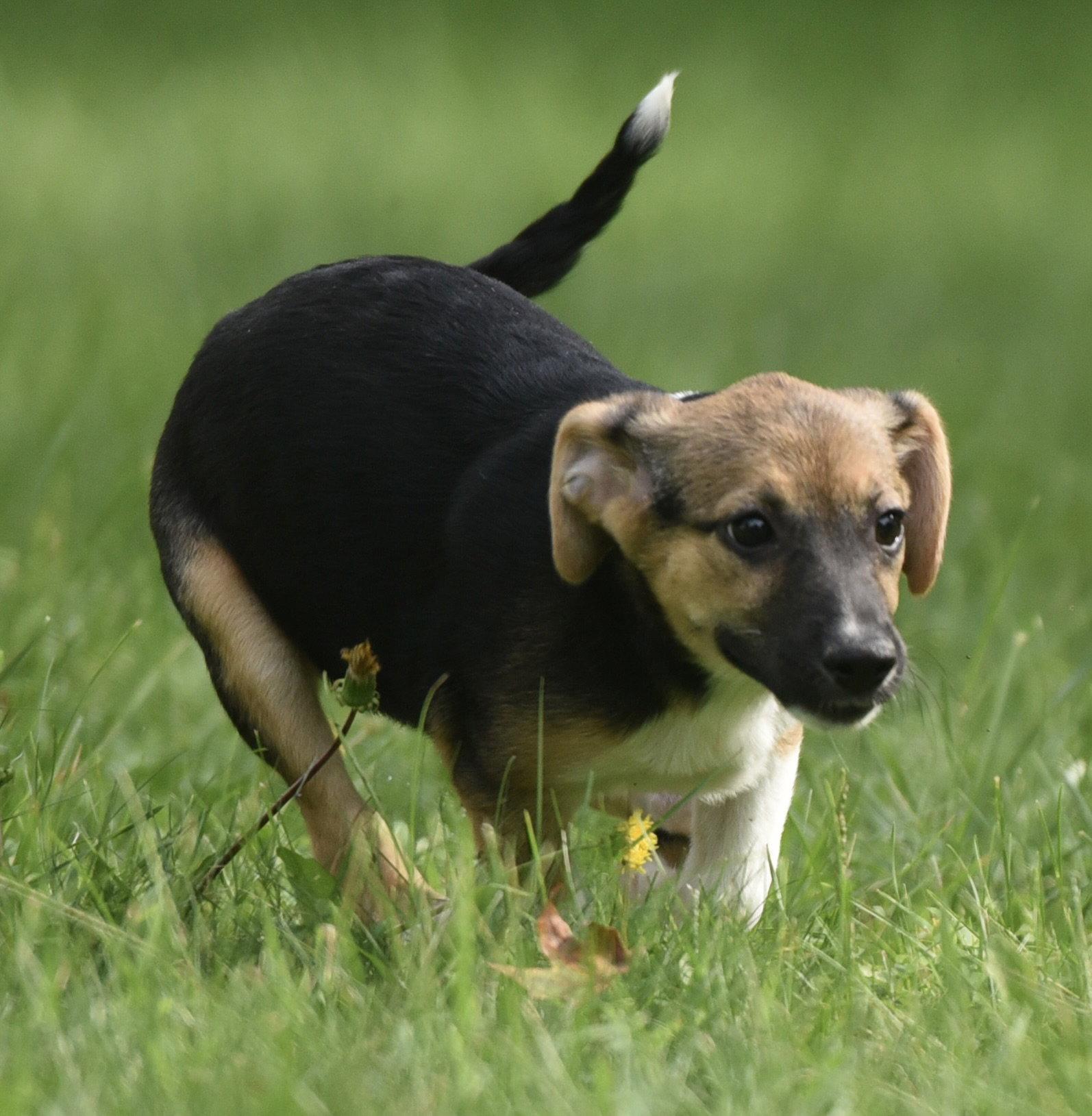 Enlarge Rylan, a Adoptable mixed breed in Mechanicsburg, PA image 2/3