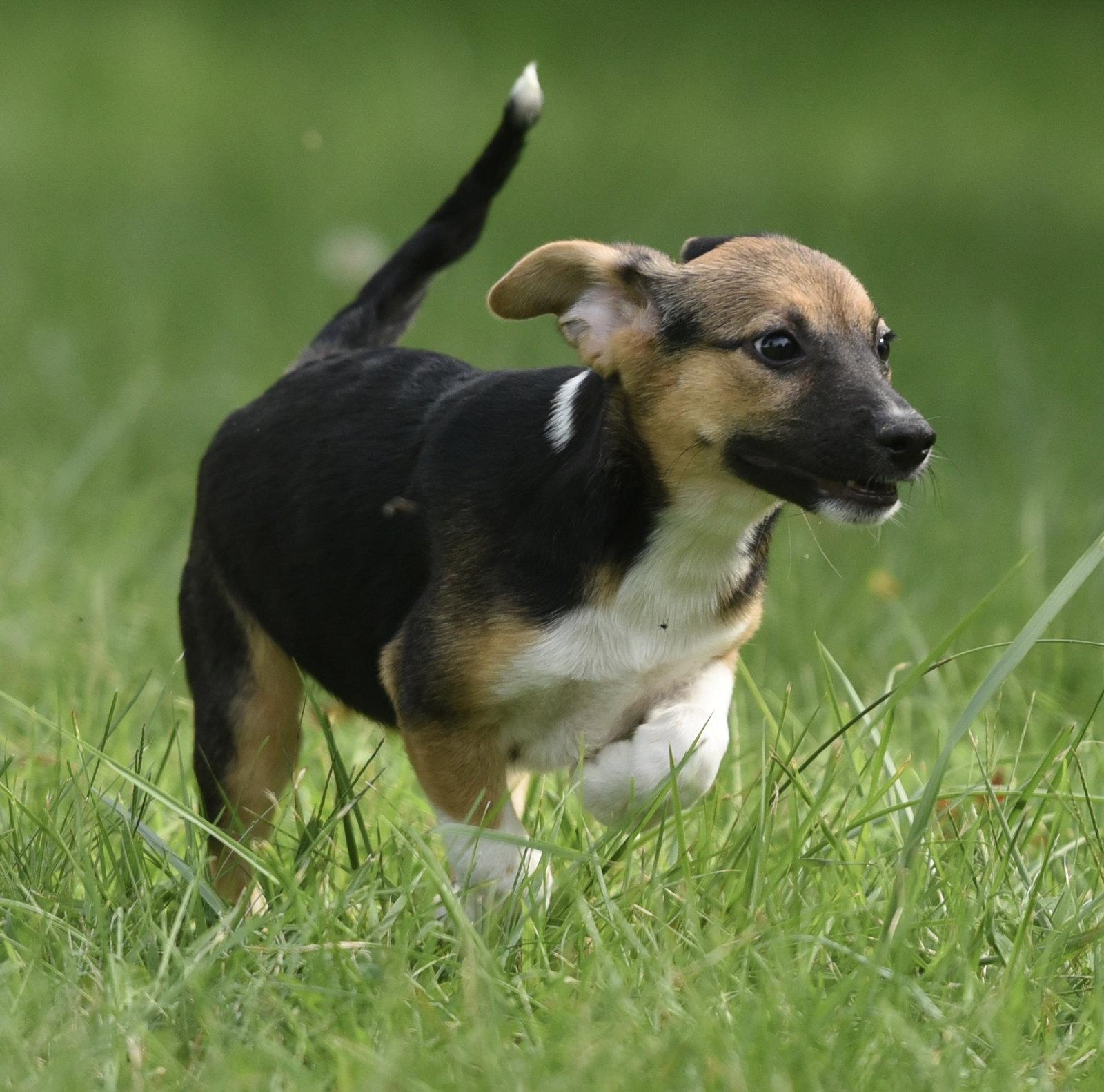 Enlarge Rylan, a Adoptable mixed breed in Mechanicsburg, PA image 3/3