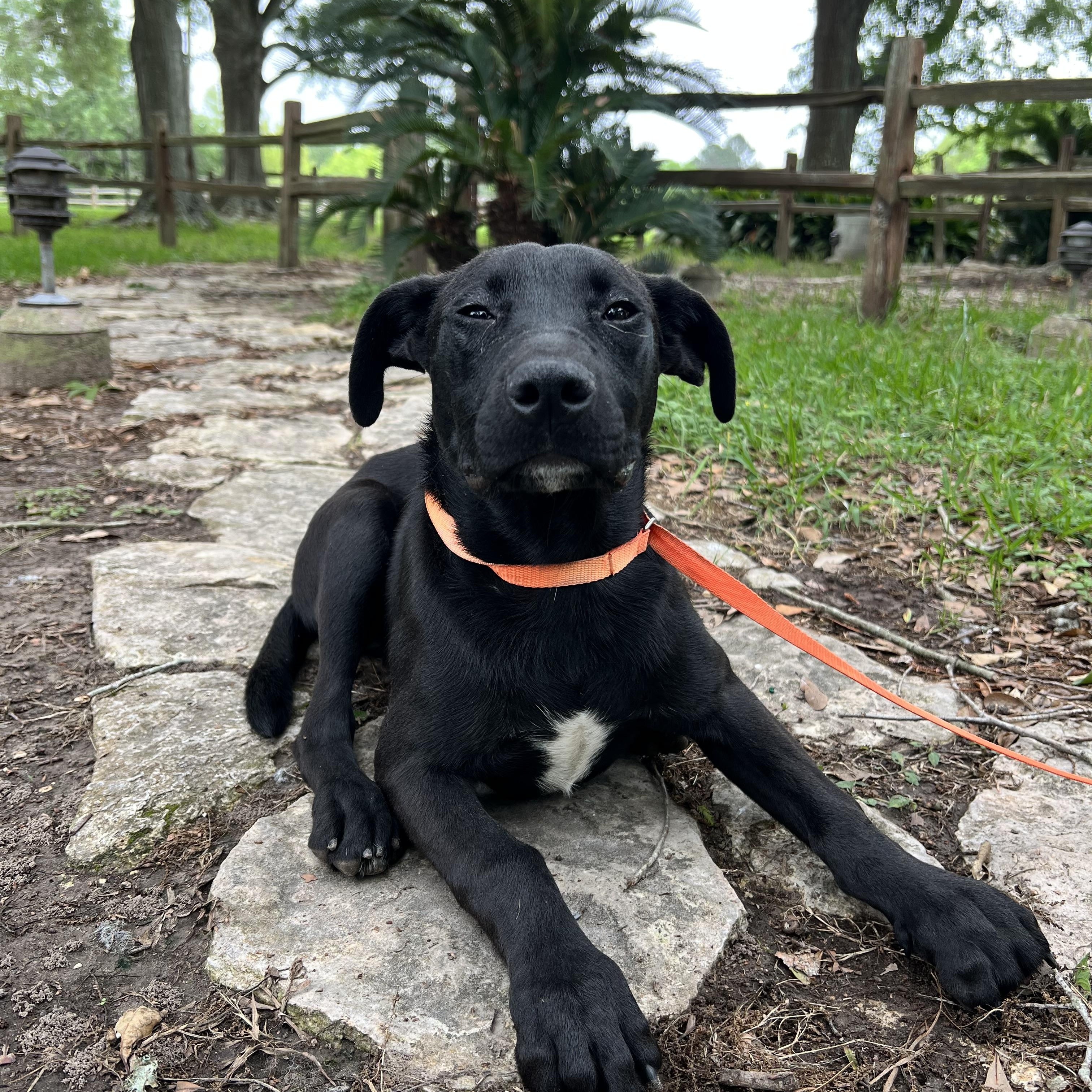 Queenie, adopted, Young Female Pit Bull Terrier & Black Labrador Retriever.