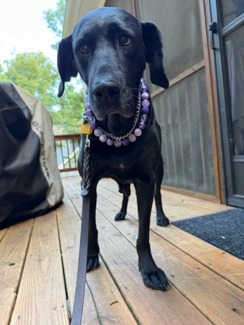 GRACELYNN, a Adoptable mixed breed in Alpharetta, GA image 5/6