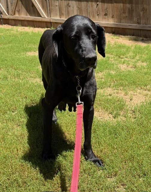 GRACELYNN, a Adoptable mixed breed in Alpharetta, GA image 4/6