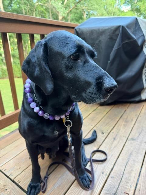 GRACELYNN, a Adoptable mixed breed in Alpharetta, GA image 3/6