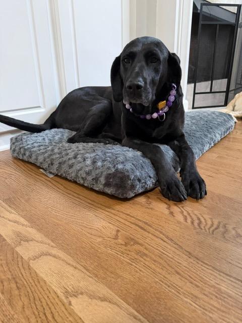 GRACELYNN, a Adoptable mixed breed in Alpharetta, GA image 2/6