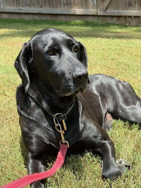 GRACELYNN, Adoptable, Adult Female Labrador Retriever & Hound.