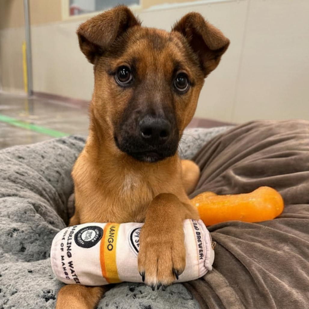 Enlarge Zoey, a Adoptable Mixed Breed in Park City, UT image 1/3