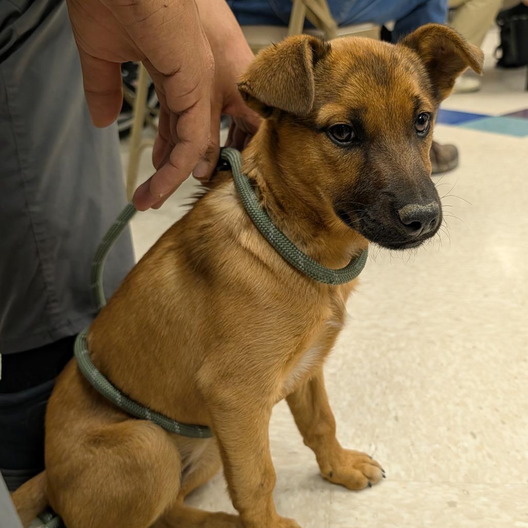 Enlarge Zoey, a Adoptable Mixed Breed in Park City, UT image 2/3