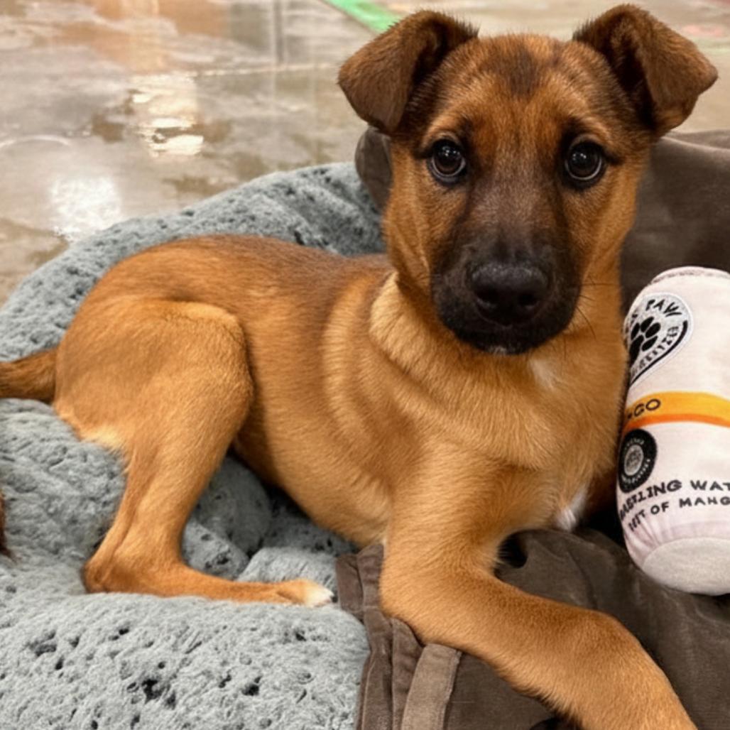 Enlarge Zoey, a Adoptable Mixed Breed in Park City, UT image 3/3