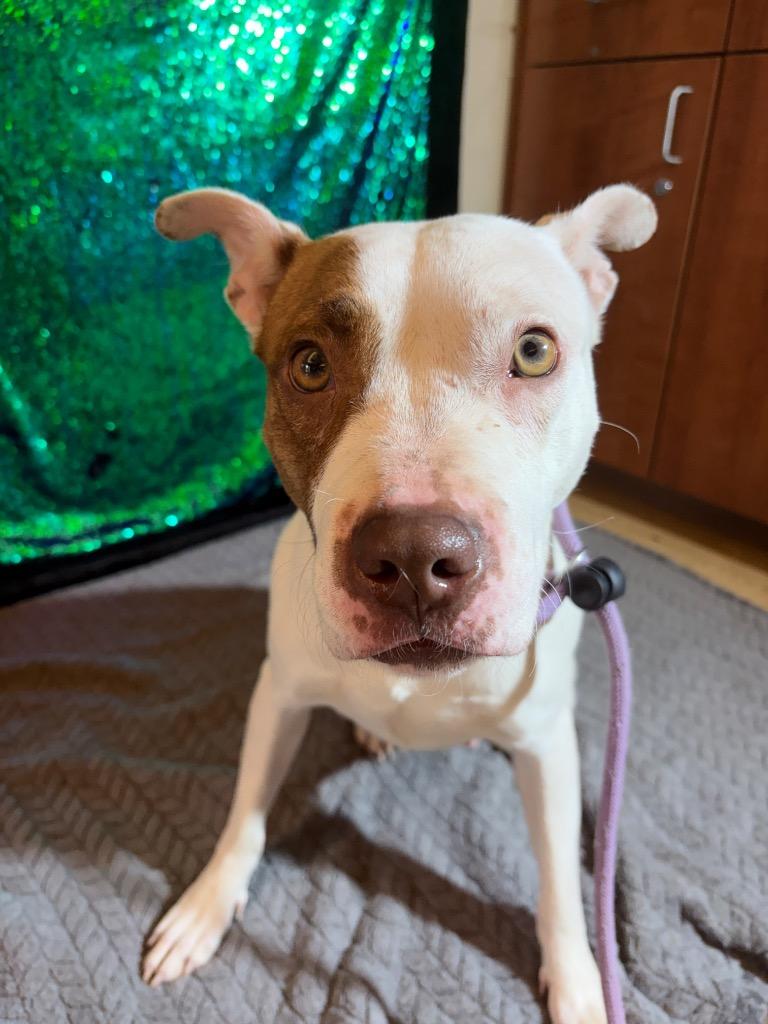Enlarge REIGN, a Adoptable Terrier in Wintersville, OH image 1/6