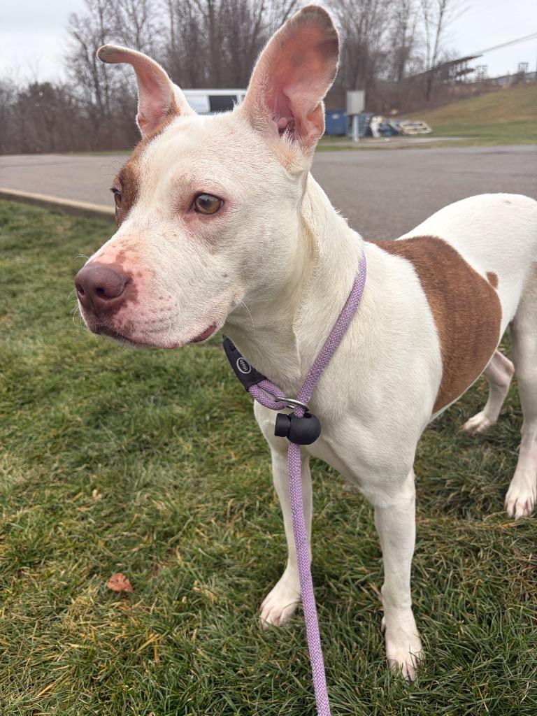 Enlarge REIGN, a Adoptable Terrier in Wintersville, OH image 2/6