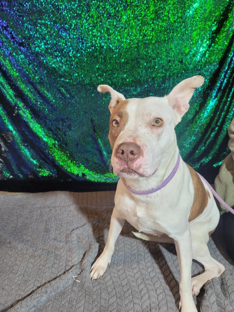 Enlarge REIGN, a Adoptable Terrier in Wintersville, OH image 3/6