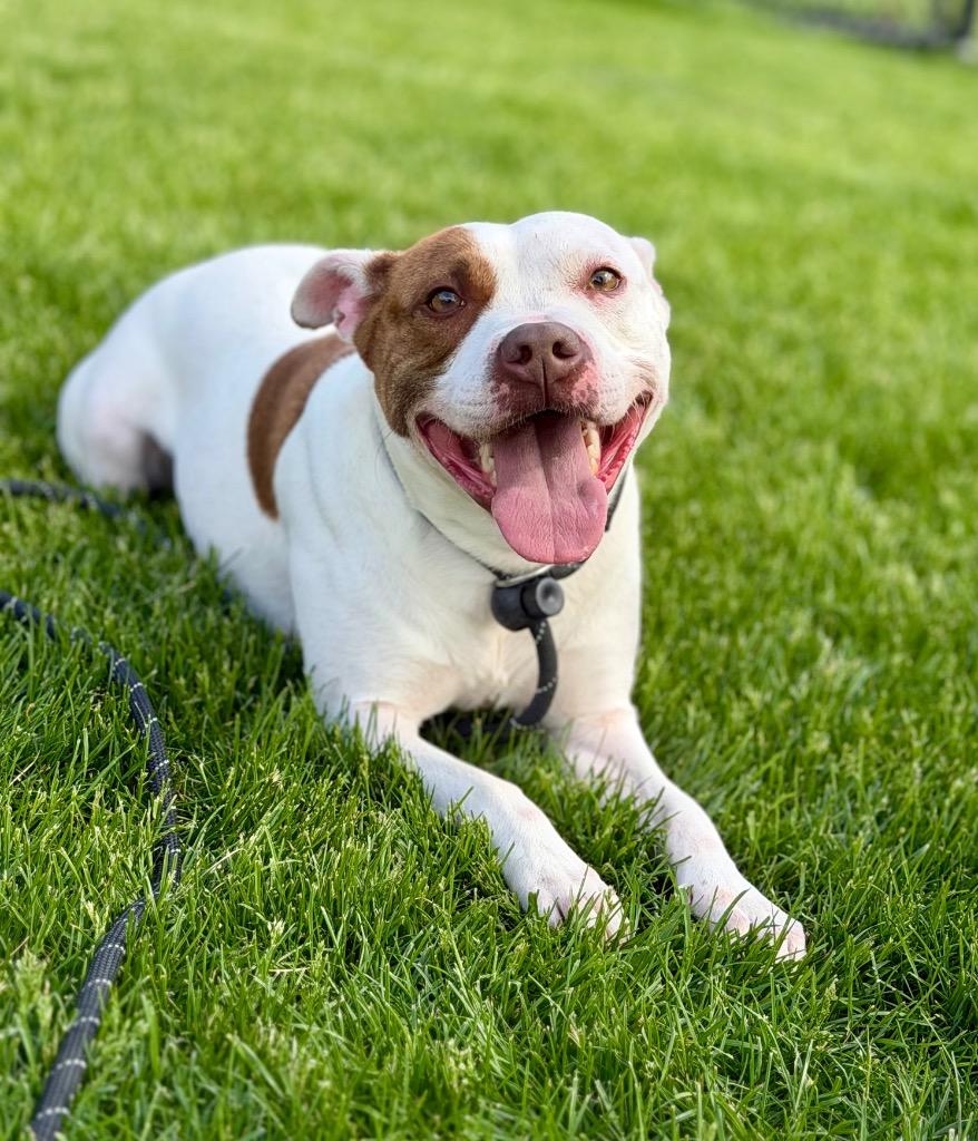 Enlarge REIGN, a Adoptable Terrier in Wintersville, OH image 4/6