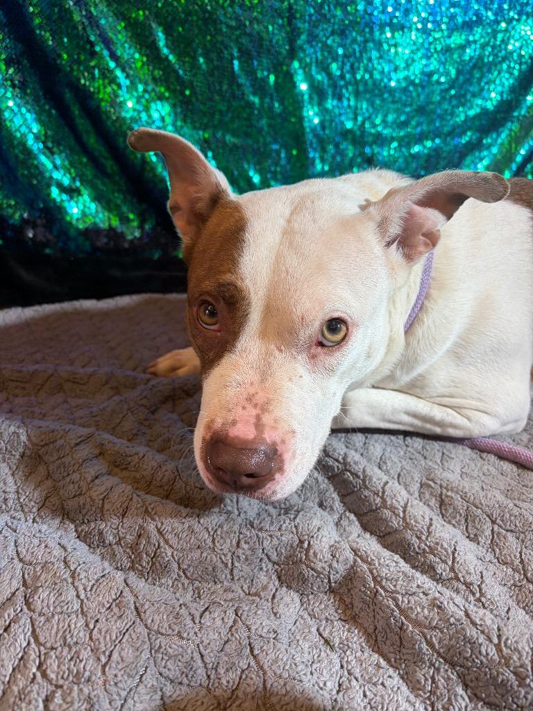 Enlarge REIGN, a Adoptable Terrier in Wintersville, OH image 5/6