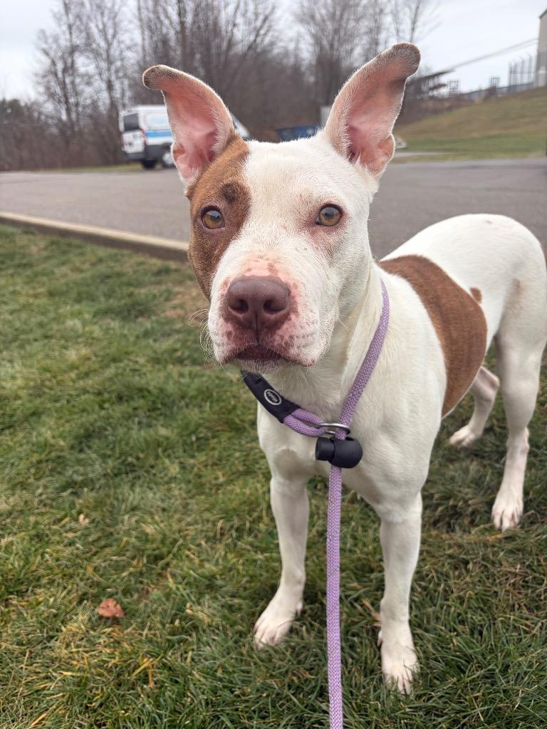 Enlarge REIGN, a Adoptable Terrier in Wintersville, OH image 6/6