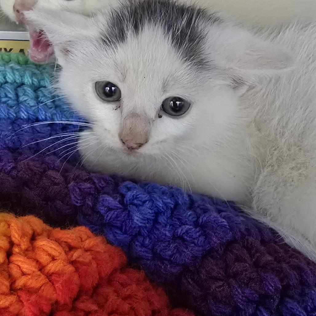 Kop 26-0393, Adoptable, Kitten Male Domestic Short Hair.