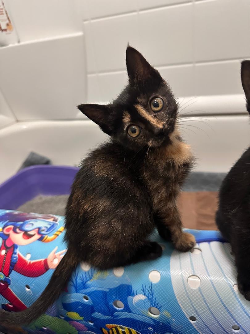 Cinammon, a ADOPTABLE Domestic Medium Hair in Houston, TX image 3/3