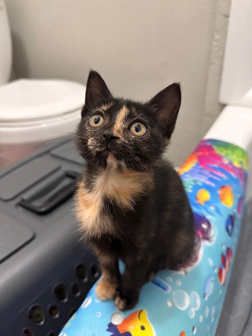Cinammon, a ADOPTABLE Domestic Medium Hair in Houston, TX image 1/3