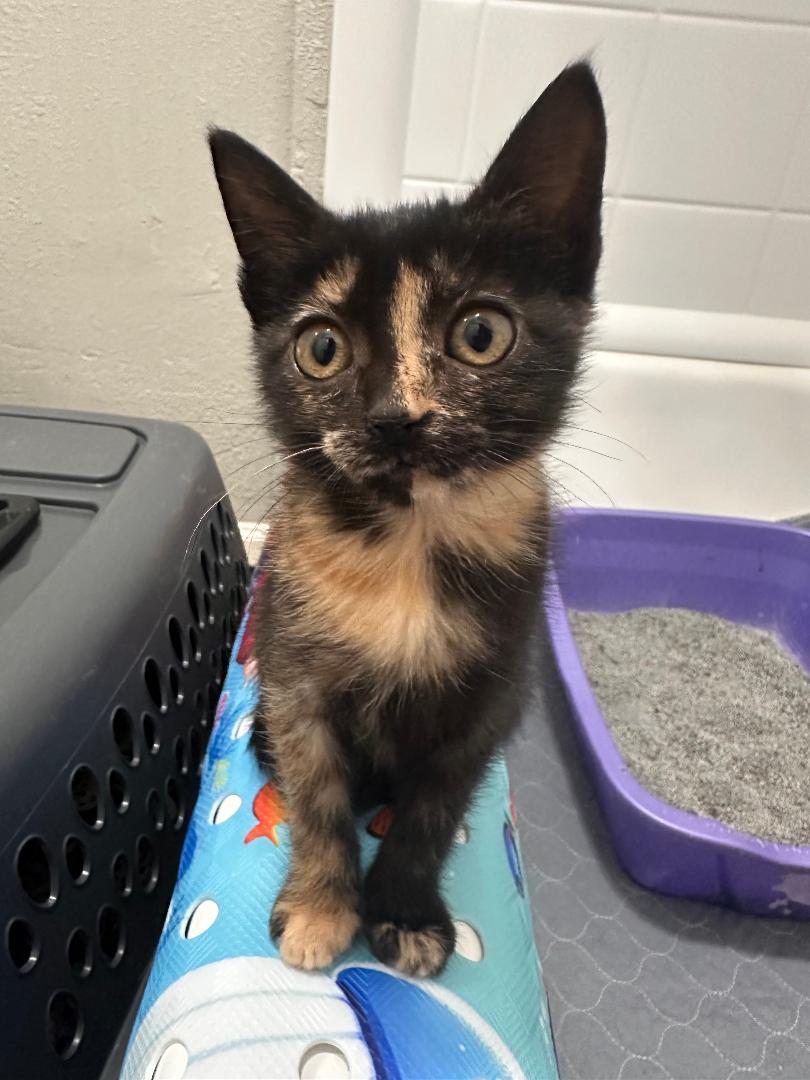 Cinammon, a ADOPTABLE Domestic Medium Hair in Houston, TX image 2/3