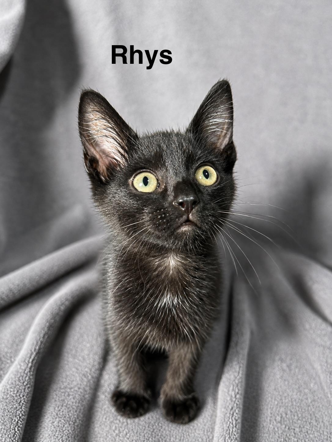 Enlarge Rhys, a Adoptable Domestic Short Hair in Smicksburg, pa 16256, PA image 2/6