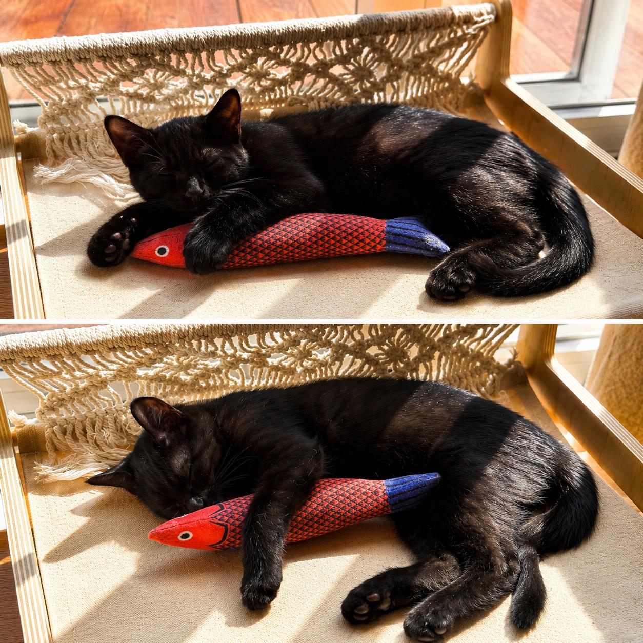 Enlarge Rhys, a Adoptable Domestic Short Hair in Smicksburg, pa 16256, PA image 1/6