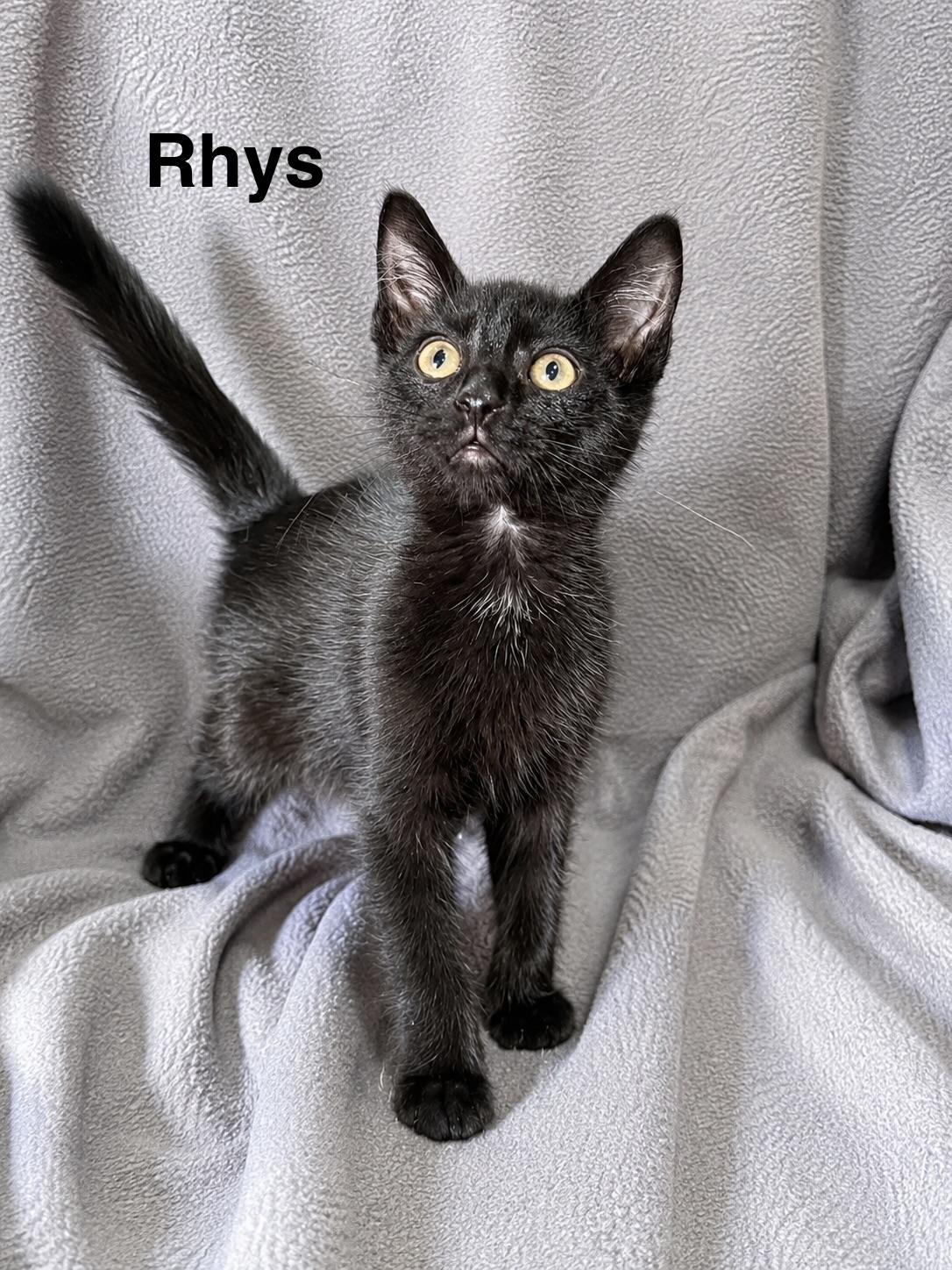 Enlarge Rhys, a Adoptable Domestic Short Hair in Smicksburg, pa 16256, PA image 5/6