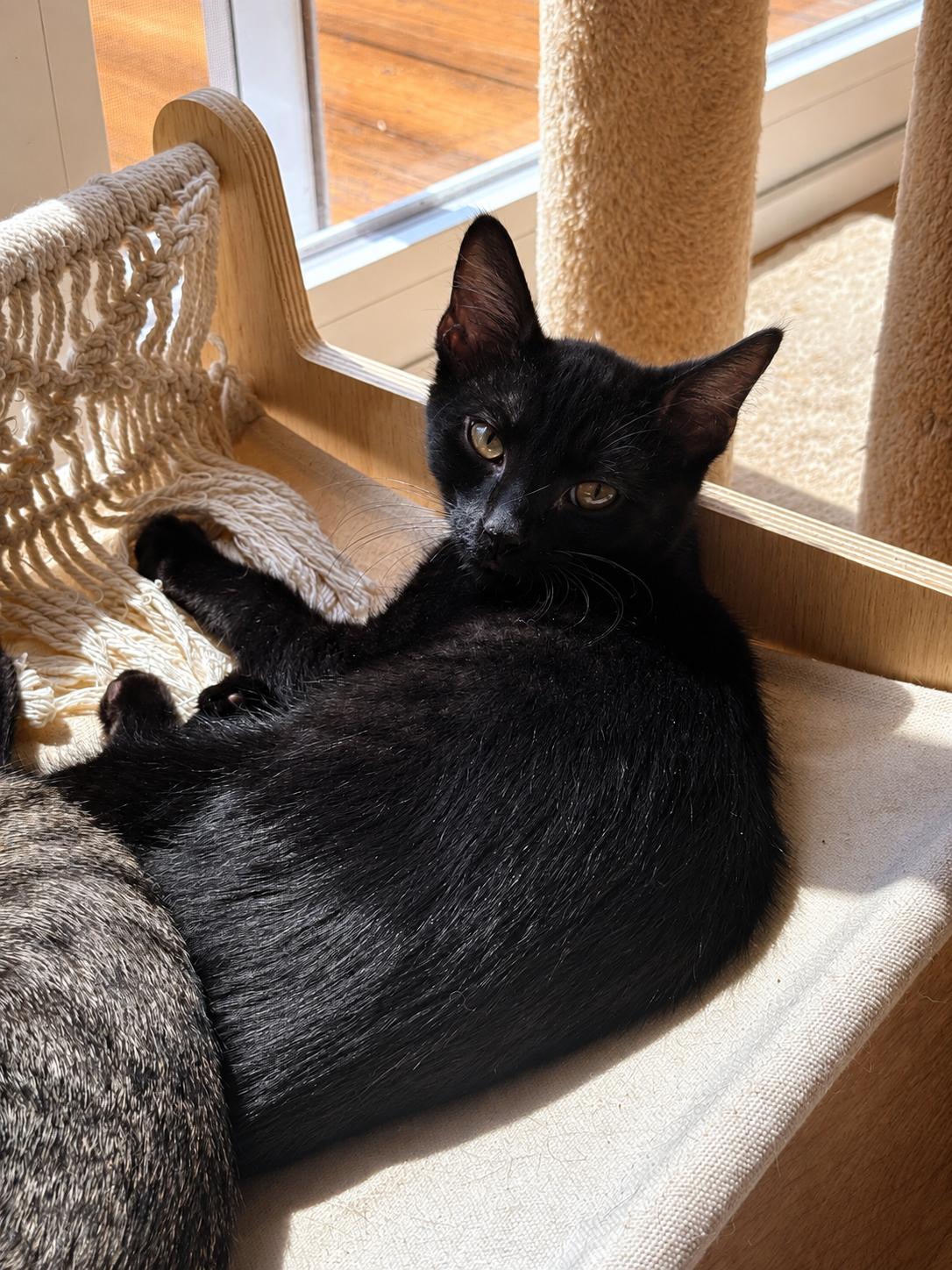 Enlarge Rhys, a Adoptable Domestic Short Hair in Smicksburg, pa 16256, PA image 3/6