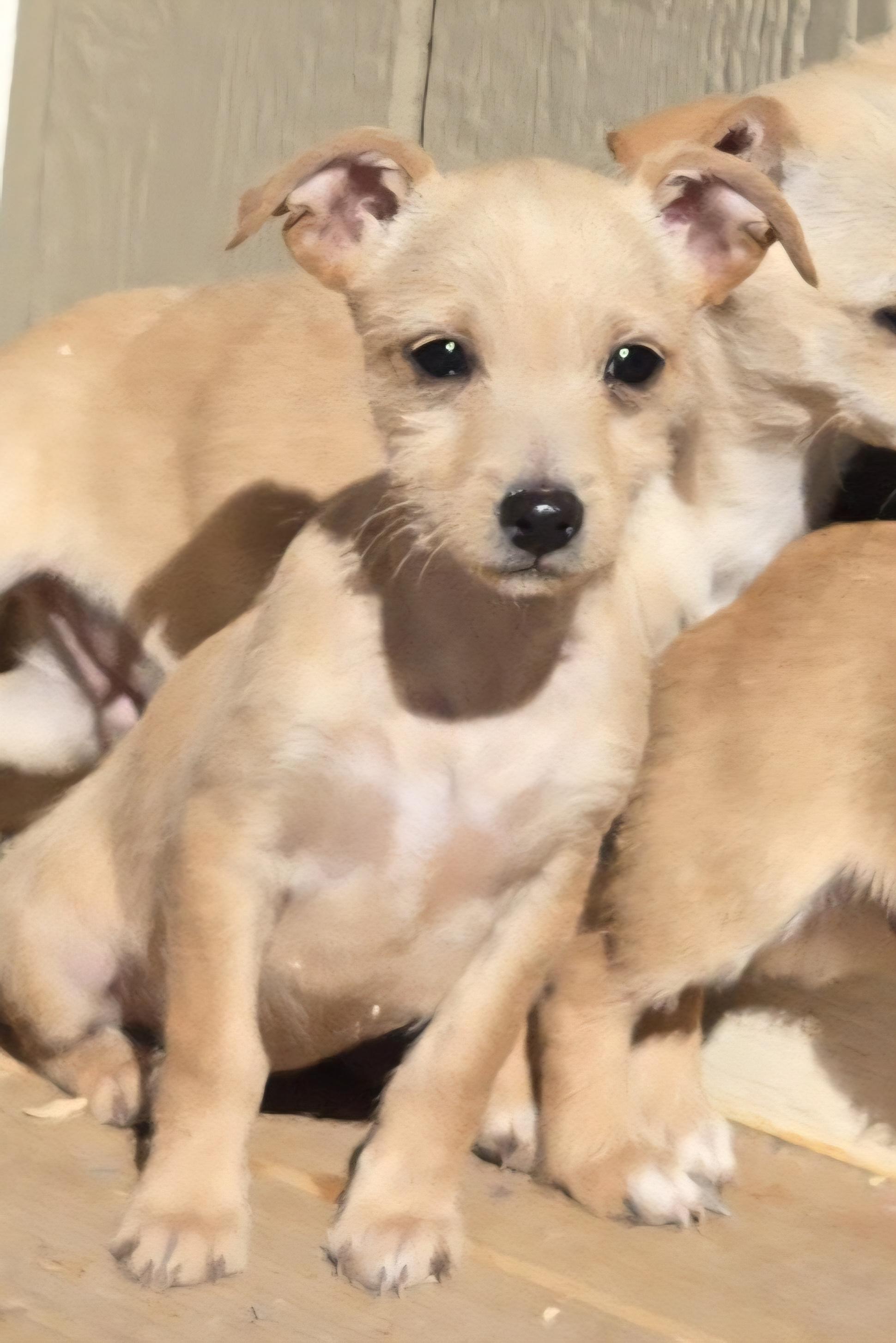 **CHESSY, a ADOPTABLE mixed breed in Peralta, NM image 5/6