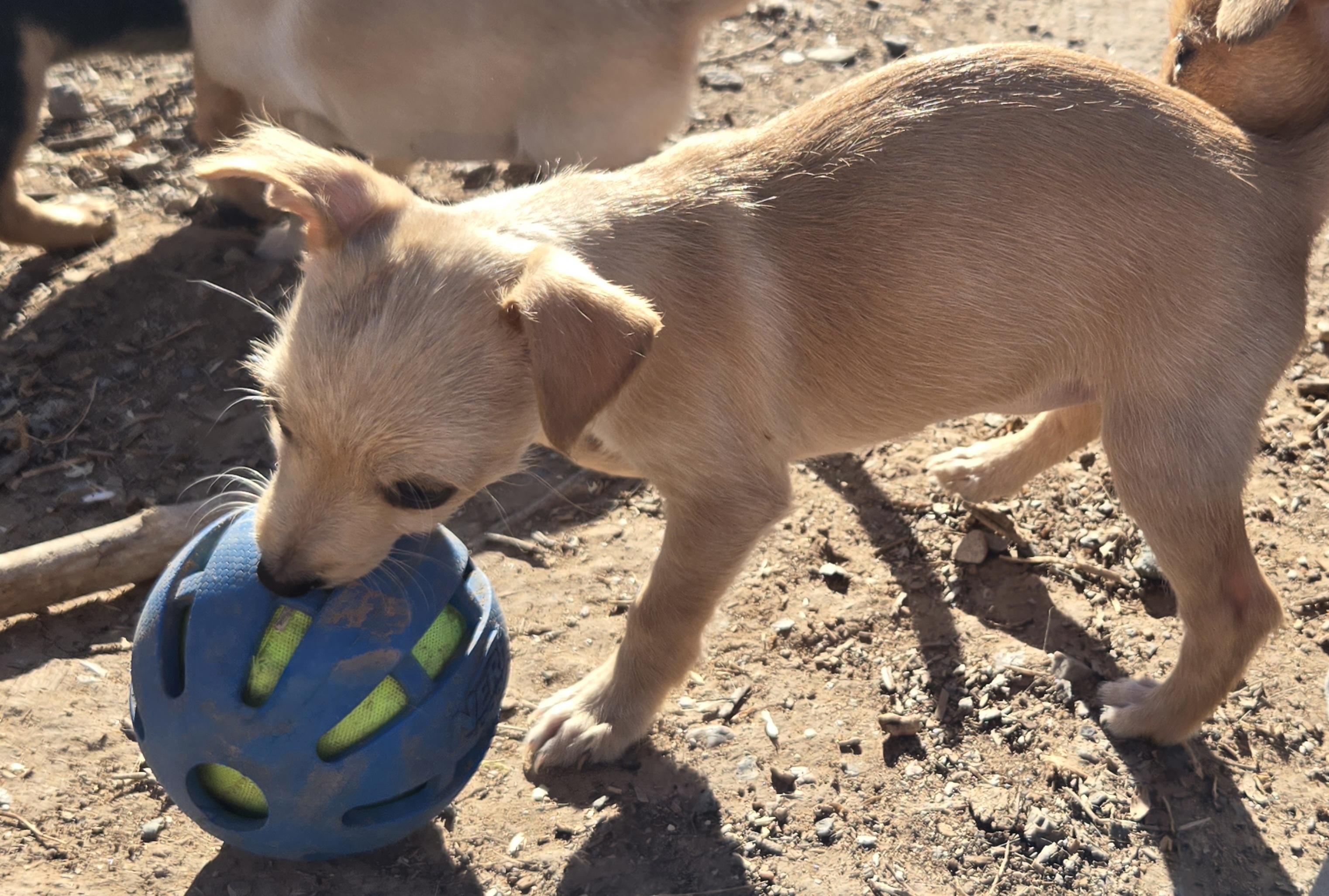 **CHESSY, a ADOPTABLE mixed breed in Peralta, NM image 3/6