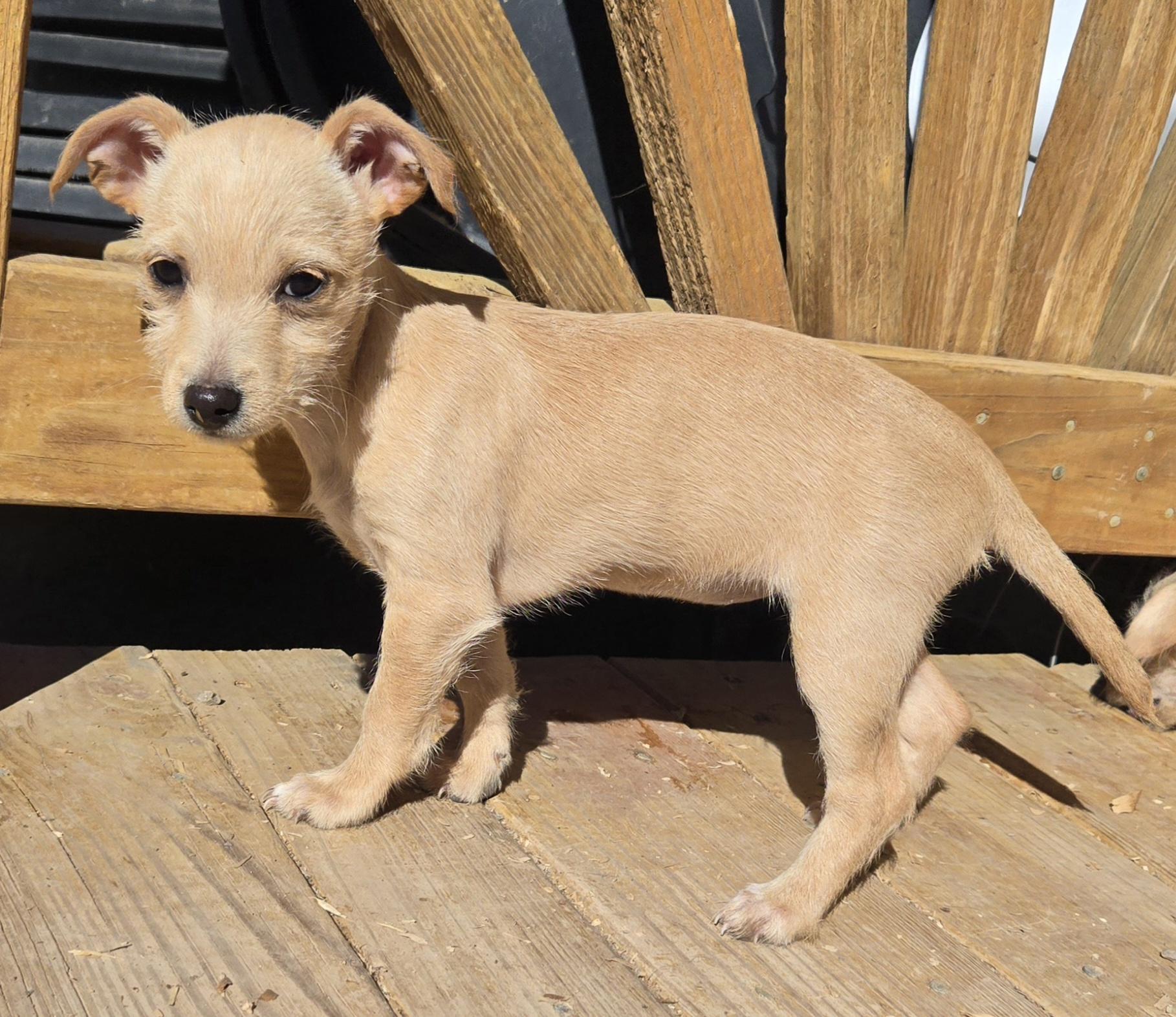 **CHESSY, a ADOPTABLE mixed breed in Peralta, NM image 6/6
