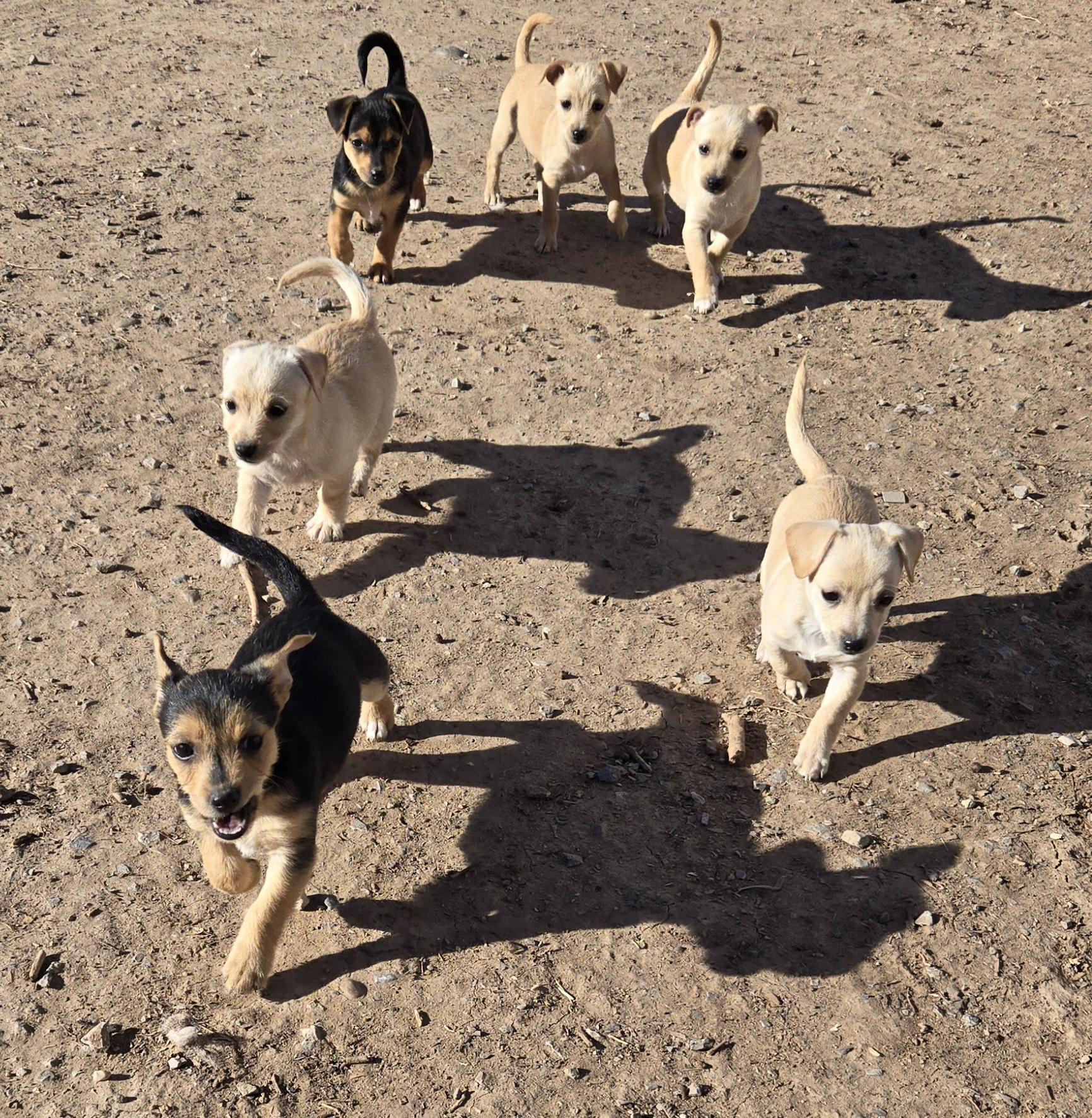 **CHESSY, a ADOPTABLE mixed breed in Peralta, NM image 2/6