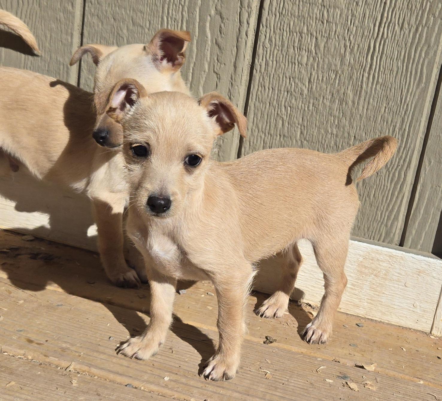 **CHESSY, ADOPTABLE, Puppy Female Dachshund & Miniature Schnauzer.