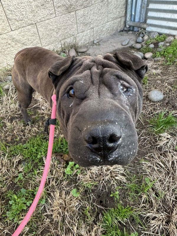 Enlarge Lulu, a Adoptable Shar-Pei in Lake Forest, CA image 1/3