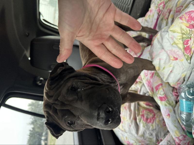 Enlarge Lulu, a Adoptable Shar-Pei in Lake Forest, CA image 2/3