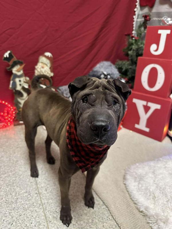 Enlarge Lulu, a Adoptable Shar-Pei in Lake Forest, CA image 3/3