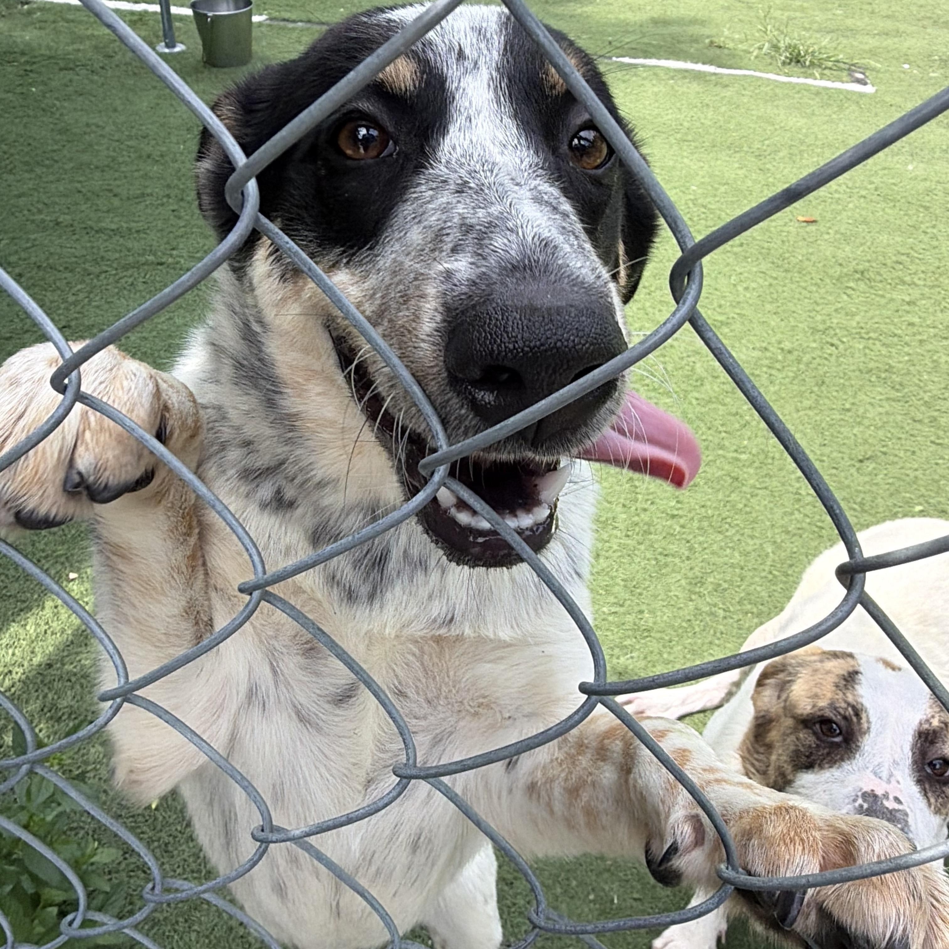 Tess, a ADOPTABLE mixed breed in Ocean View, NJ image 5/5