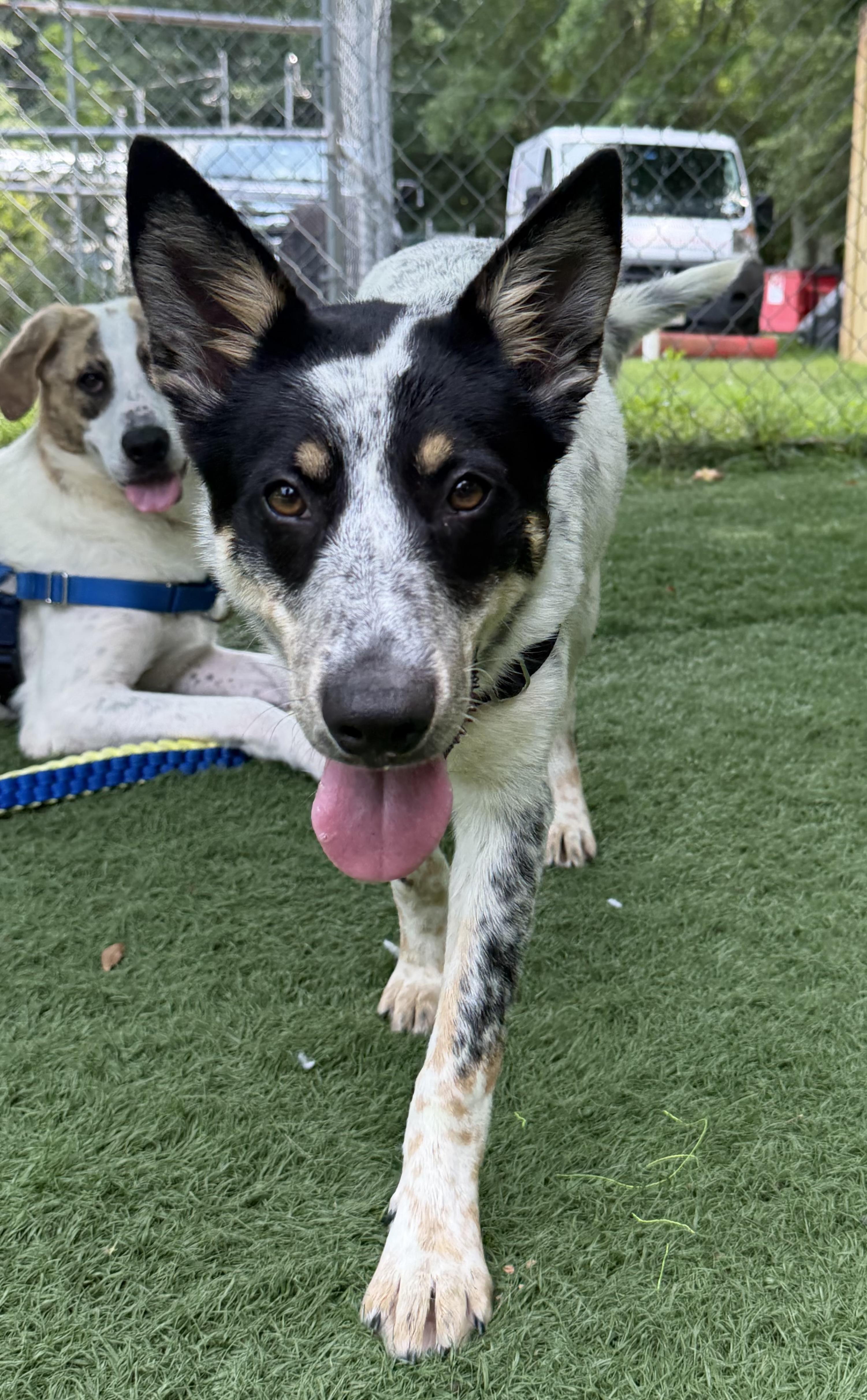 Tess, a ADOPTABLE mixed breed in Ocean View, NJ image 4/5
