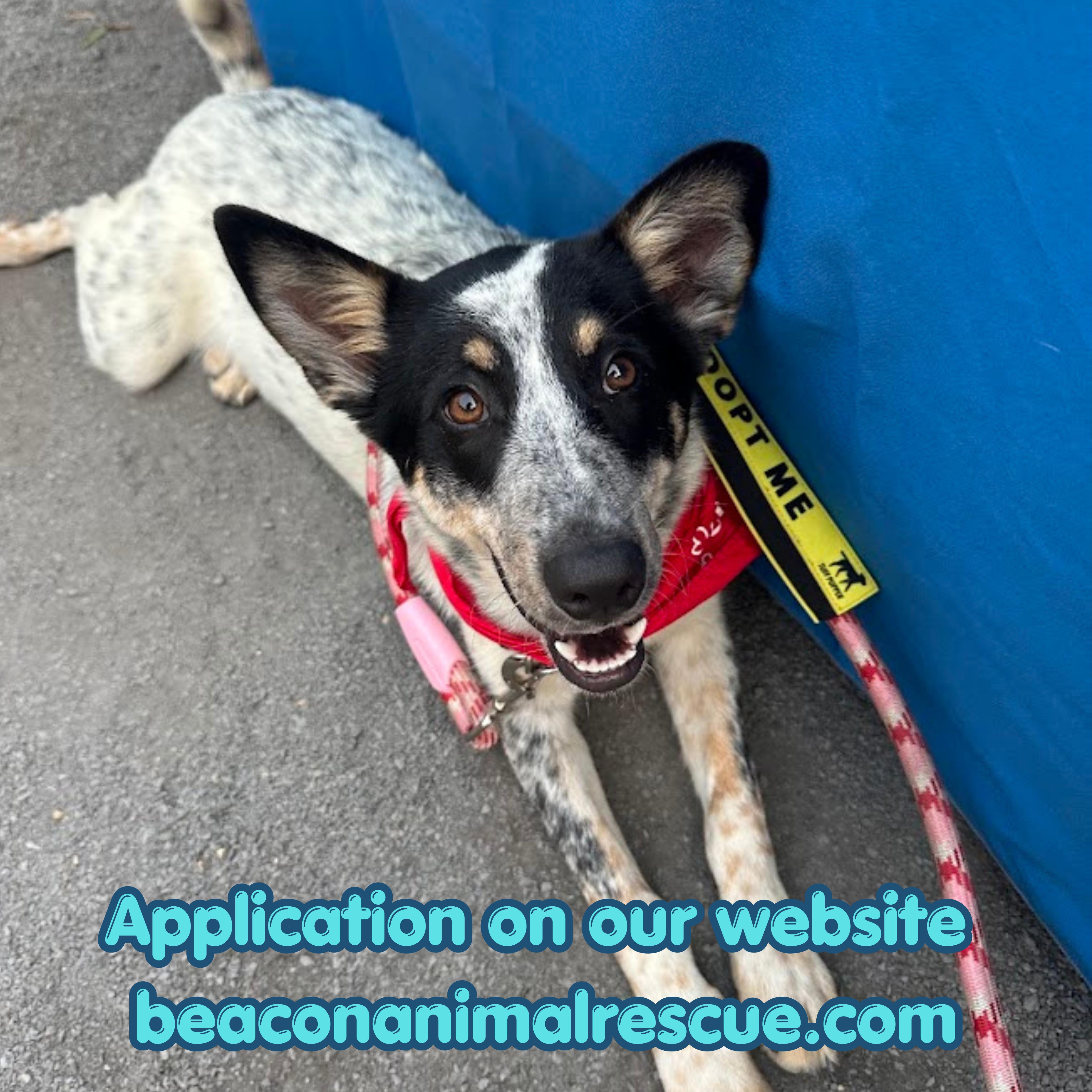Tess, a ADOPTABLE mixed breed in Ocean View, NJ image 1/5