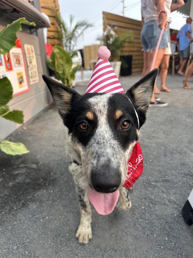 Tess, a ADOPTABLE mixed breed in Ocean View, NJ image 2/5