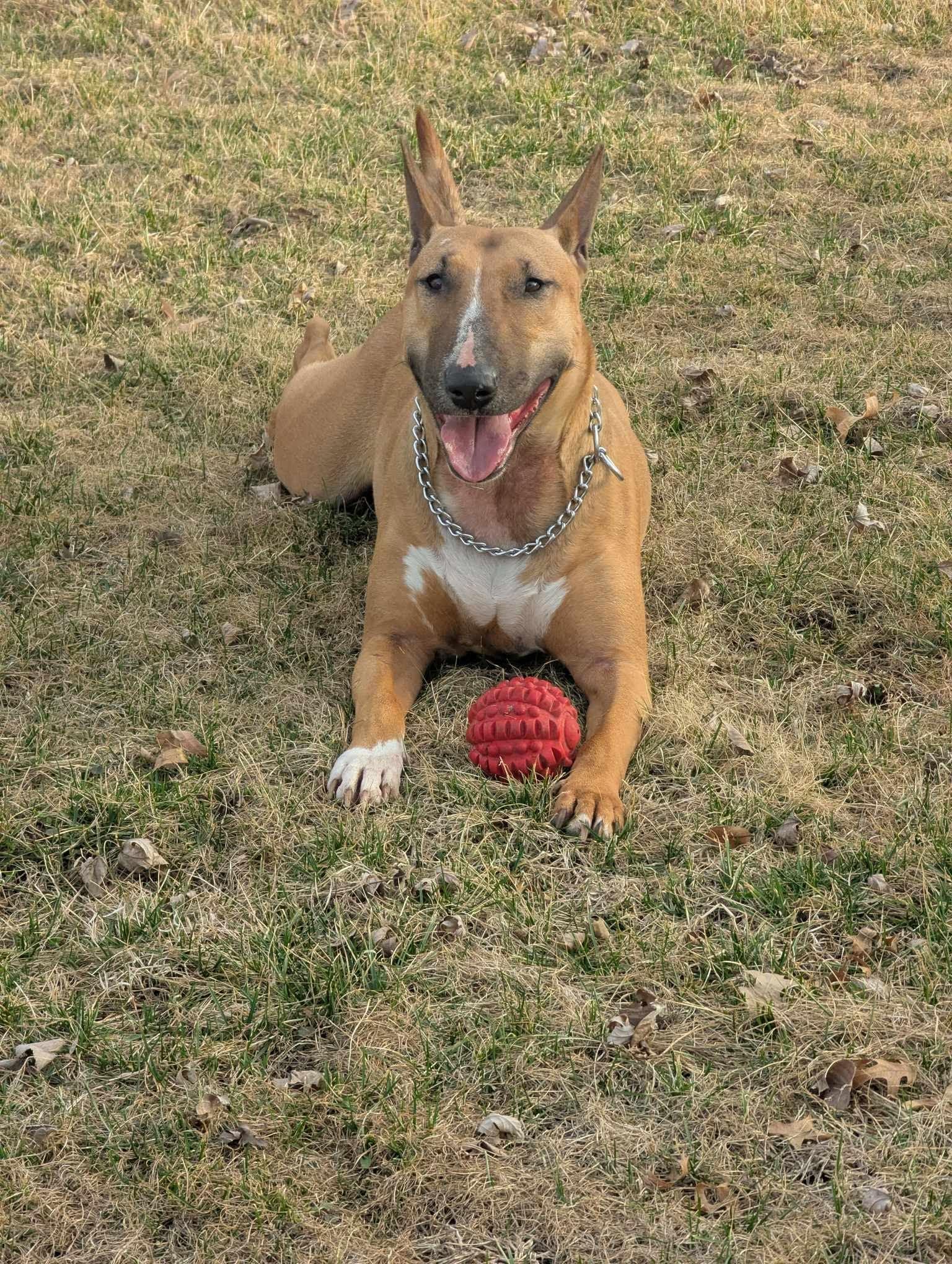 24-014 Persephone, Adopted, Adult Female Bull Terrier.