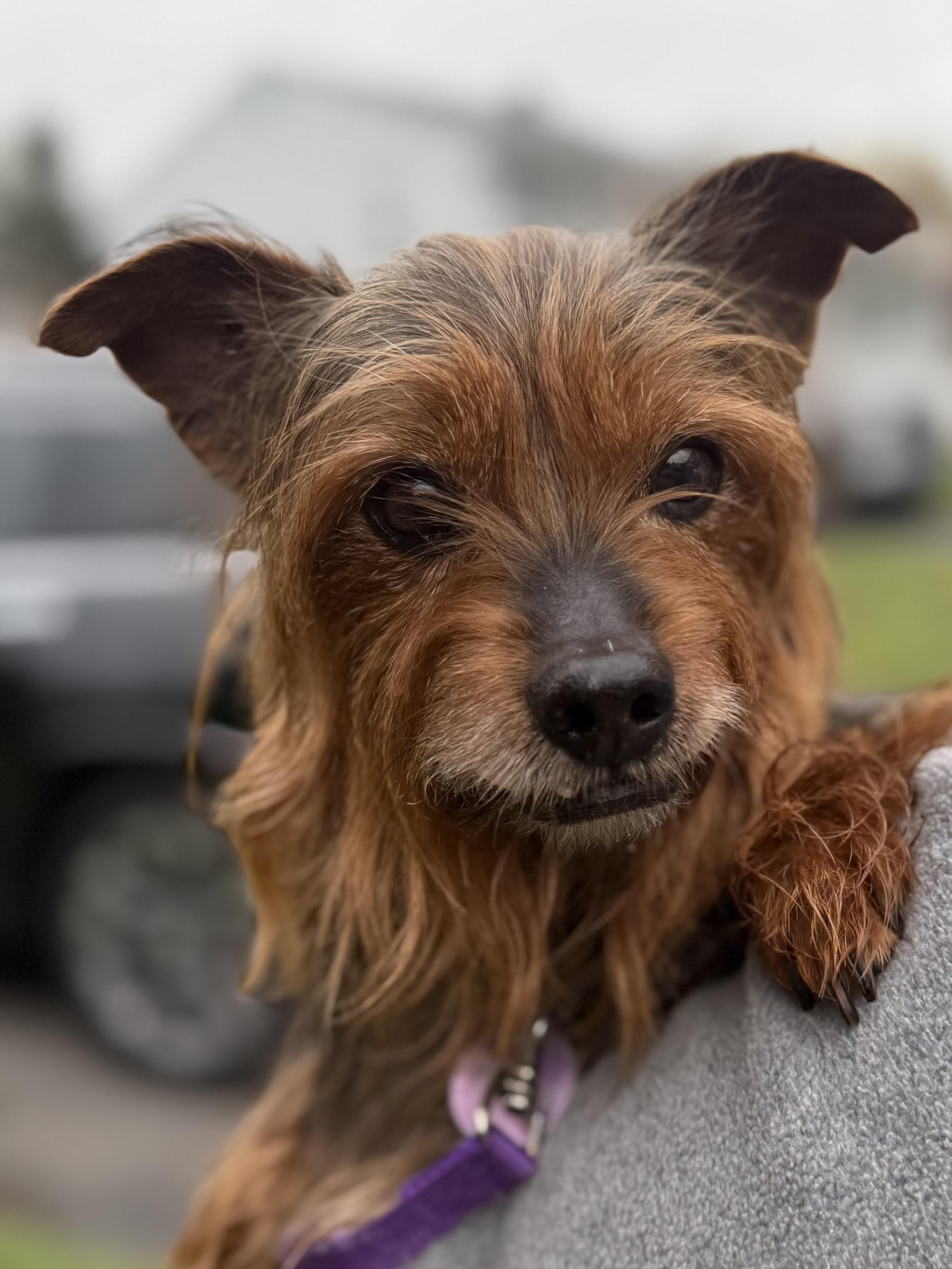 Rock Star Rocky, ADOPTABLE, Adult Male Yorkshire Terrier.