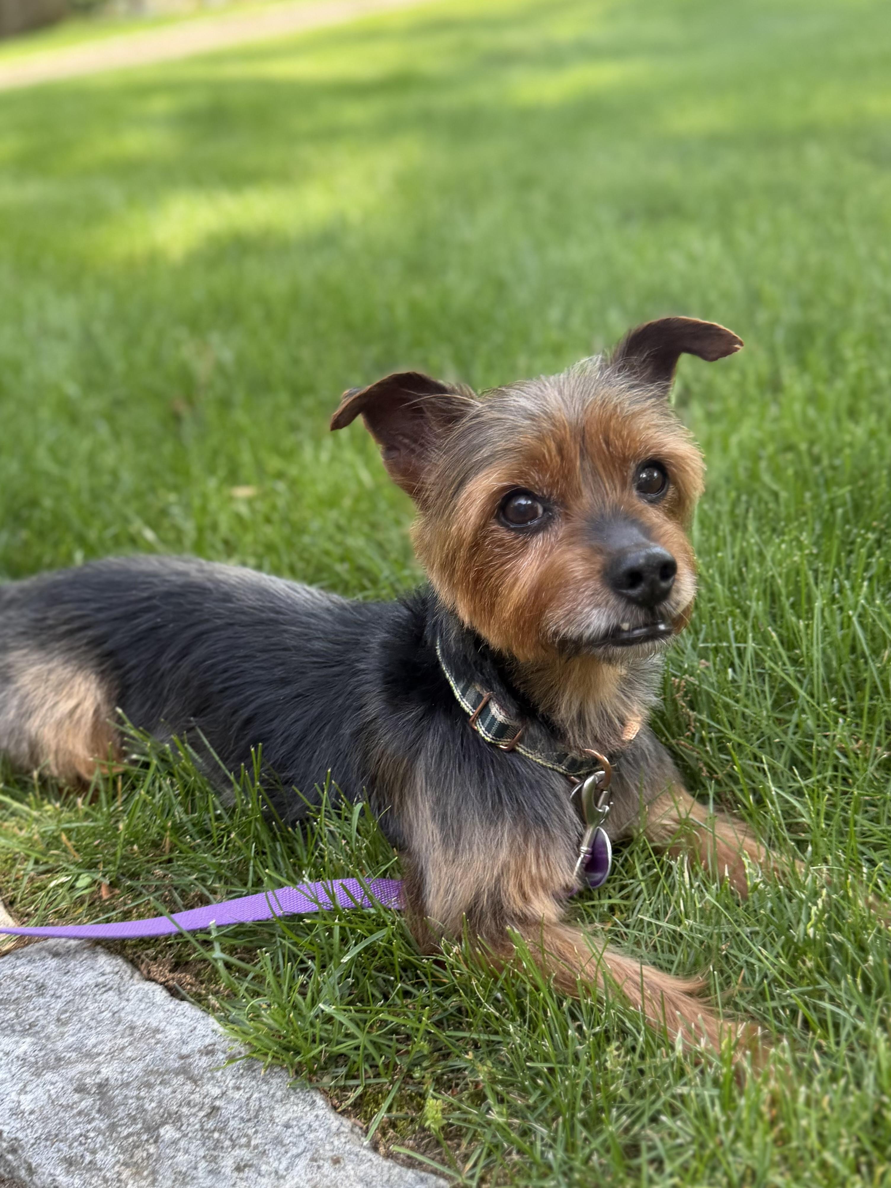 Rocky, a ADOPTABLE Yorkshire Terrier in Stamford, CT image 3/6