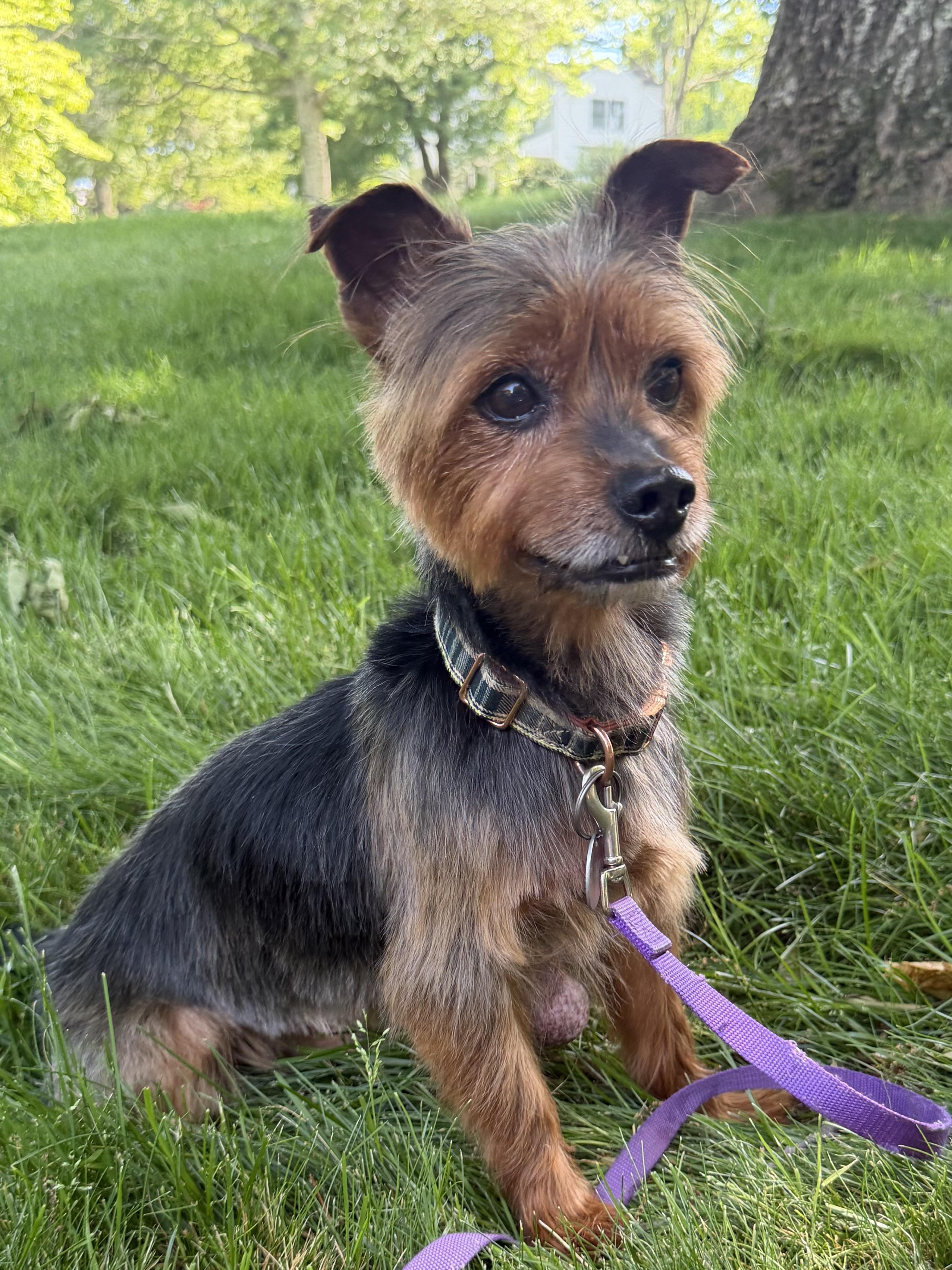 Rocky, a ADOPTABLE Yorkshire Terrier in Stamford, CT image 6/6