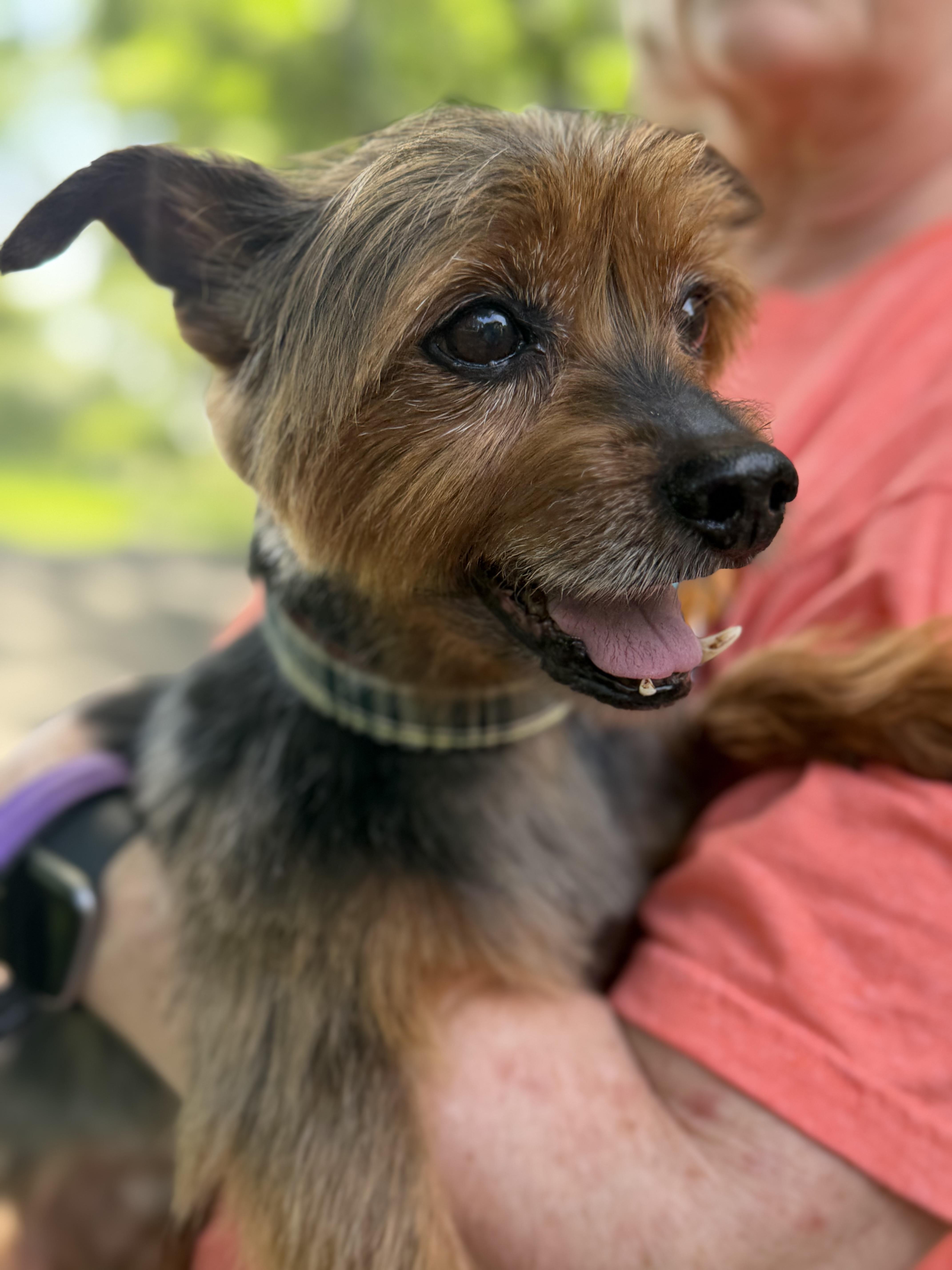 Rocky, a ADOPTABLE Yorkshire Terrier in Stamford, CT image 5/6