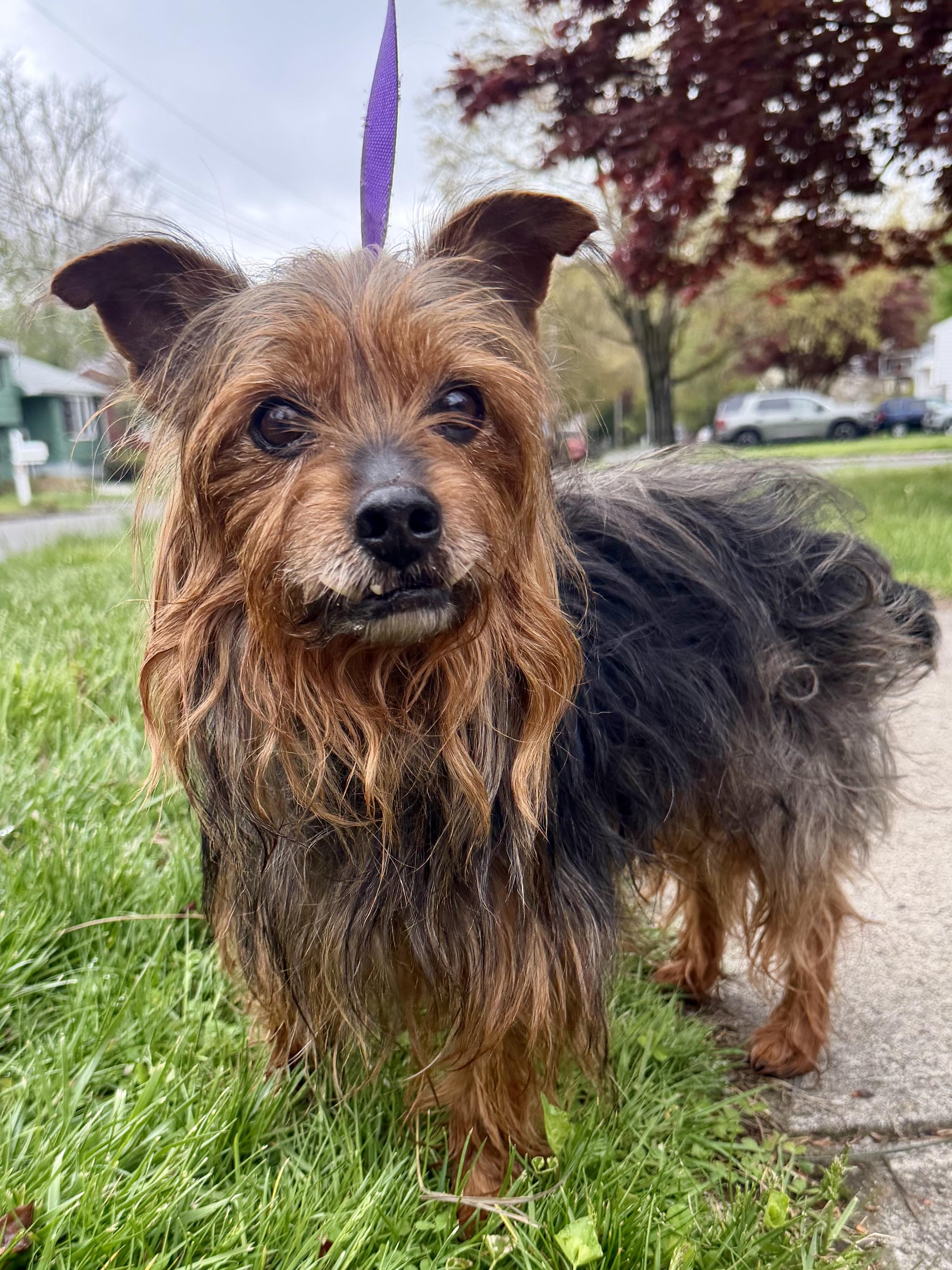 Enlarge Rock Star Rocky, a ADOPTABLE Yorkshire Terrier in Stamford, CT image 2/6
