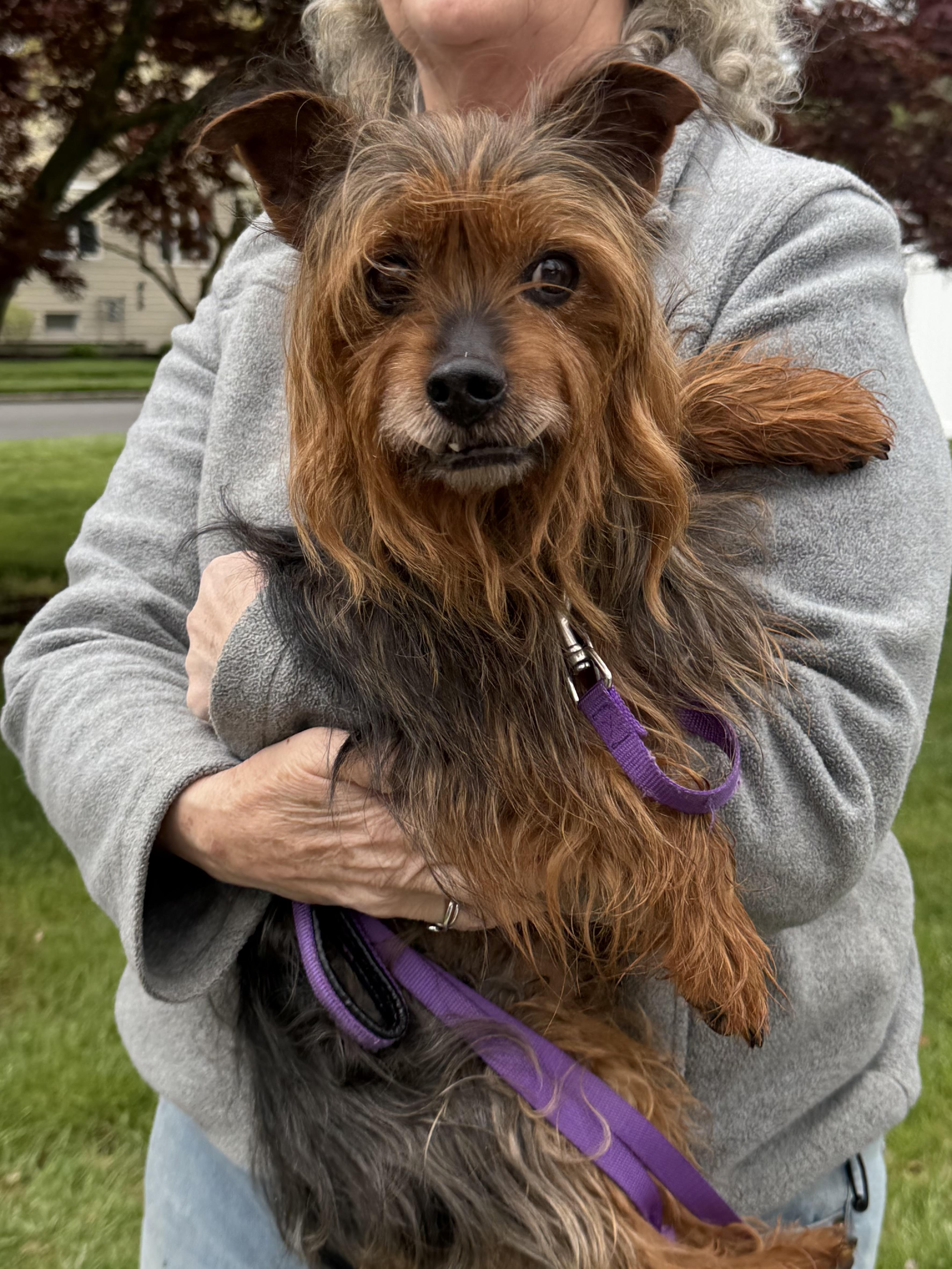 Enlarge Rock Star Rocky, a ADOPTABLE Yorkshire Terrier in Stamford, CT image 3/6