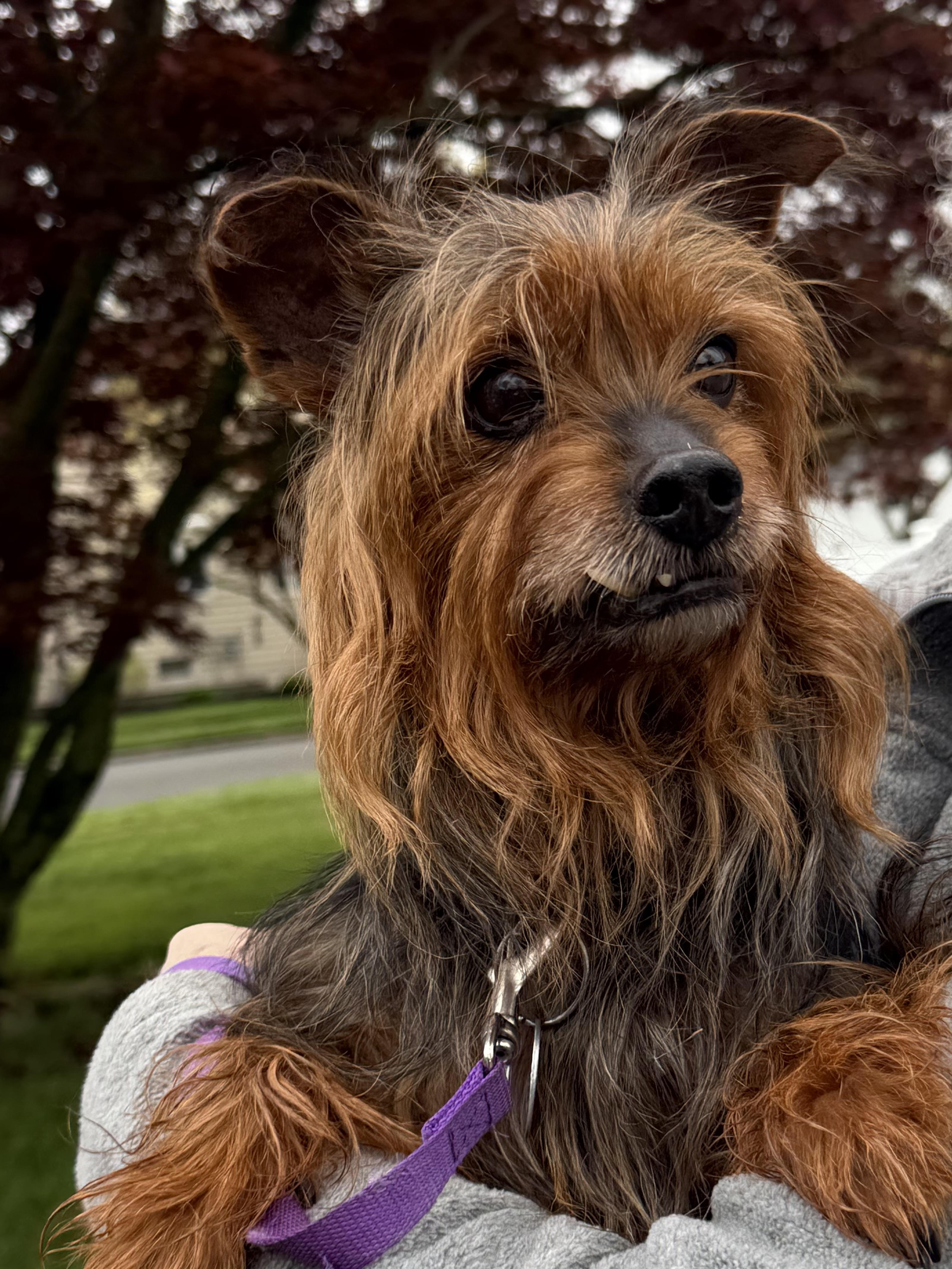 Enlarge Rock Star Rocky, a ADOPTABLE Yorkshire Terrier in Stamford, CT image 5/6