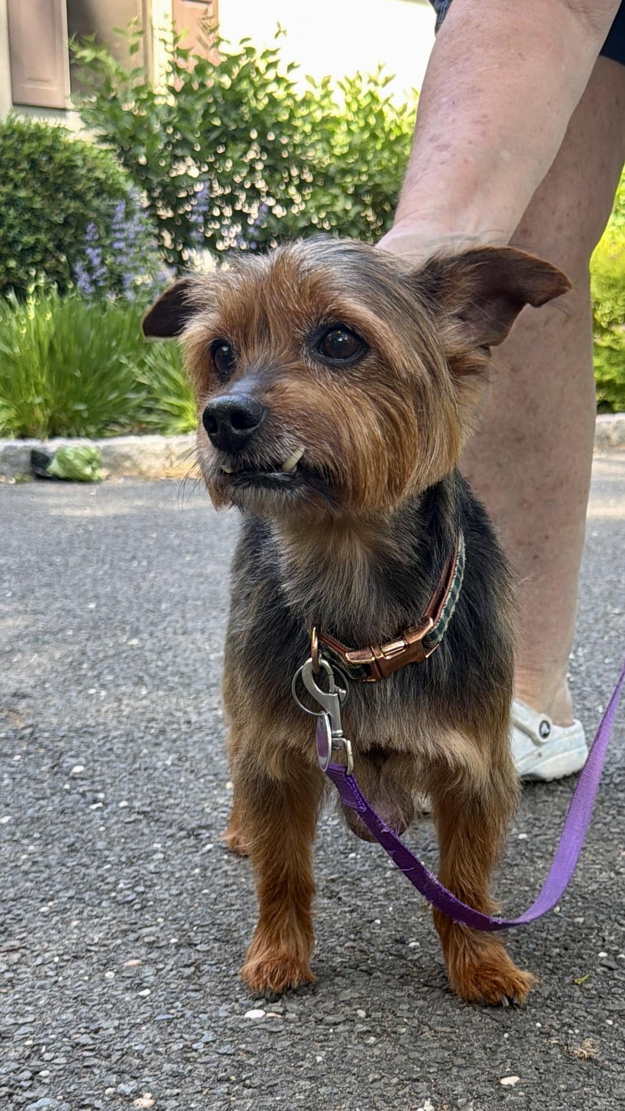 Rocky, a ADOPTABLE Yorkshire Terrier in Stamford, CT image 2/6